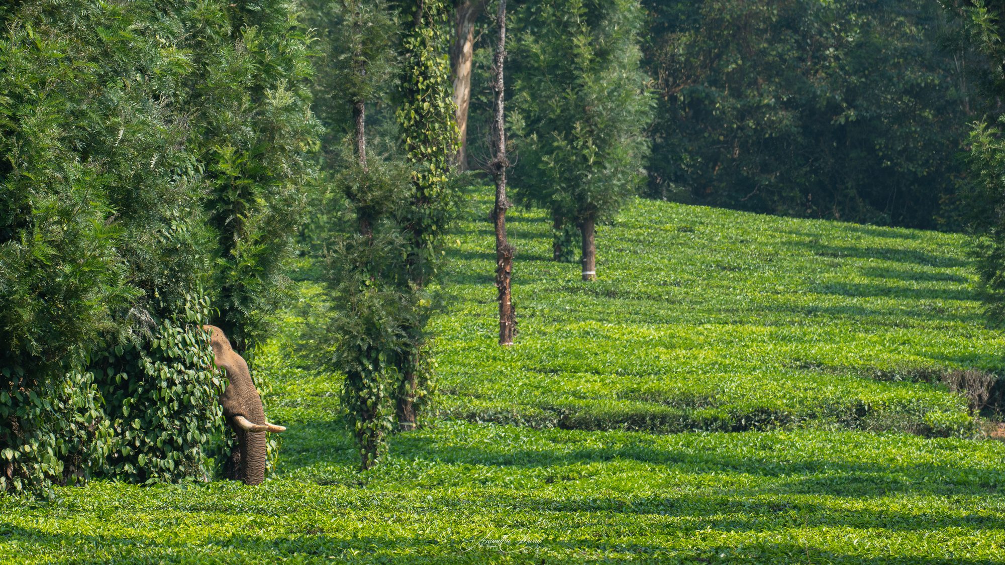 Elephants 22