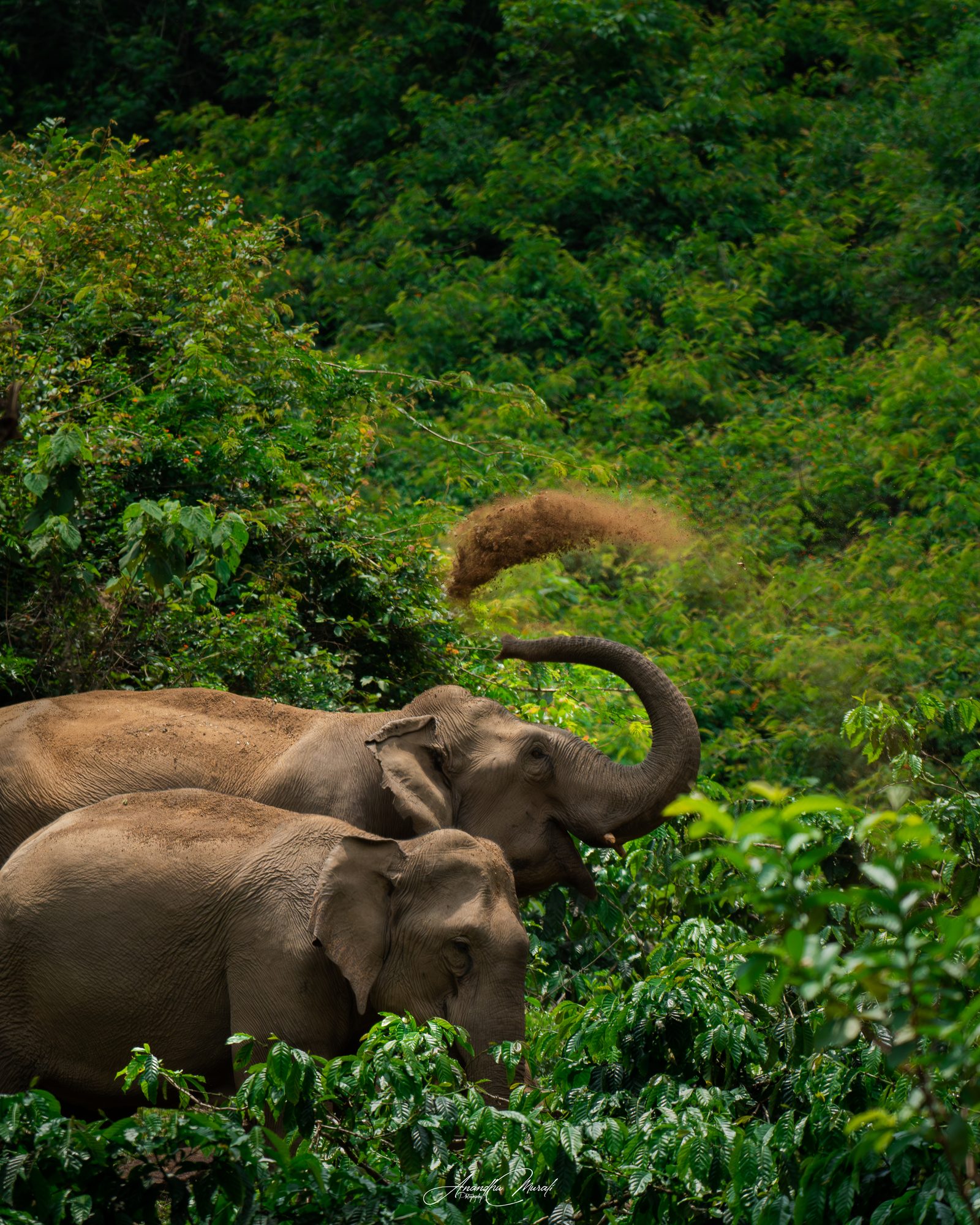 Elephants 23