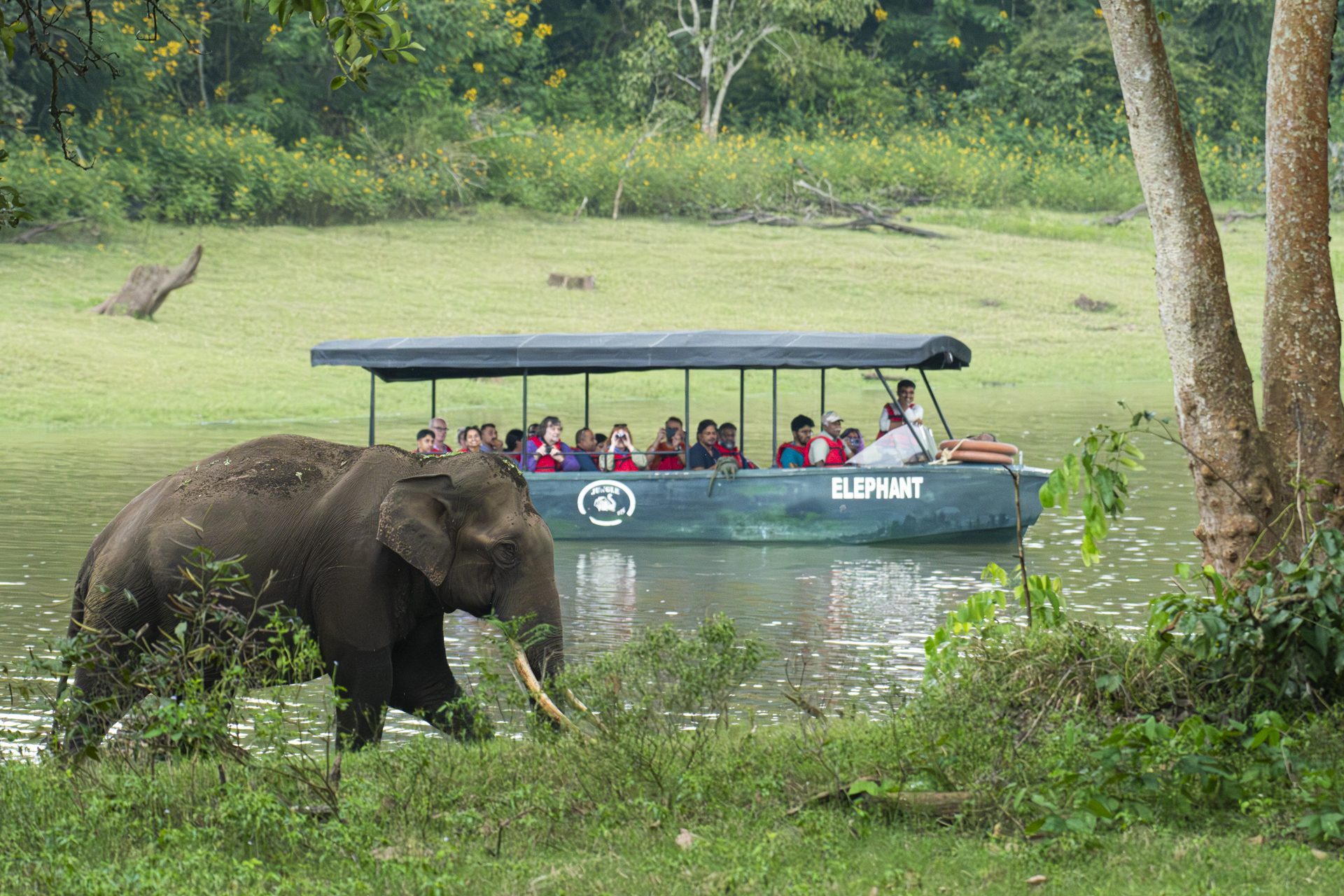 Elephants 24