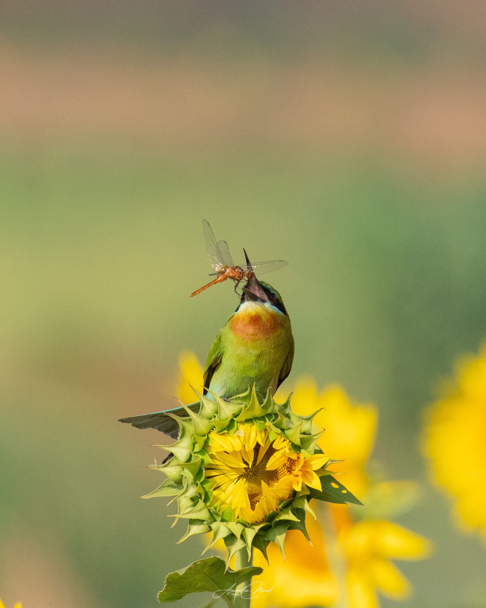 Flora & Fauna 01