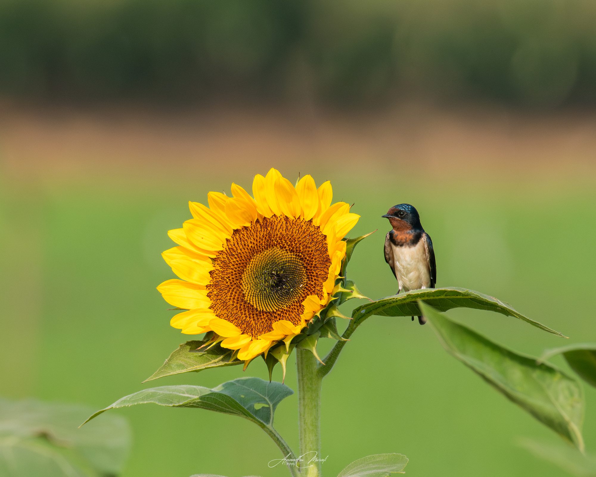 35Awards Sunflower Theme entry