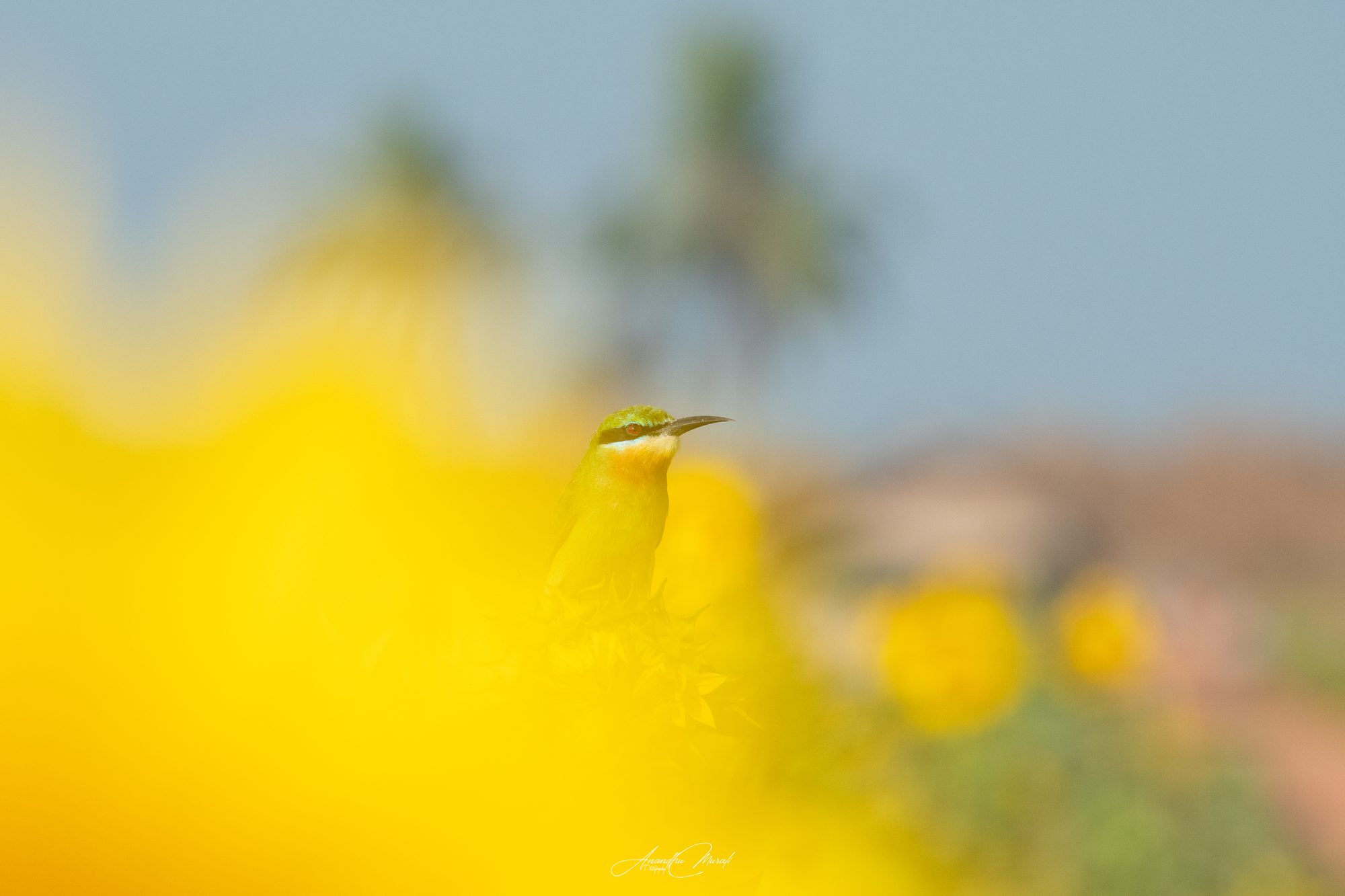 Flora & Fauna 04