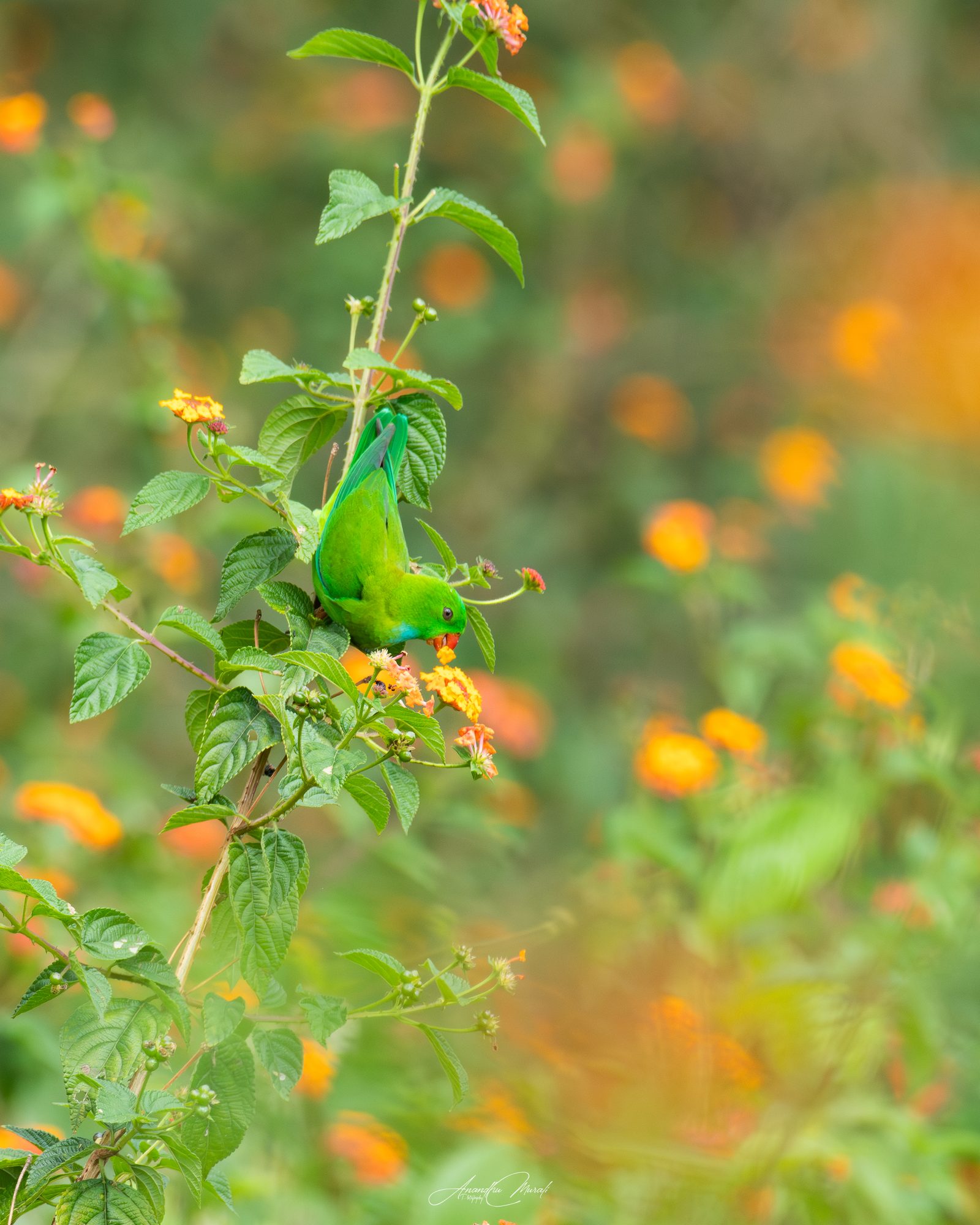 Flora & Fauna 05