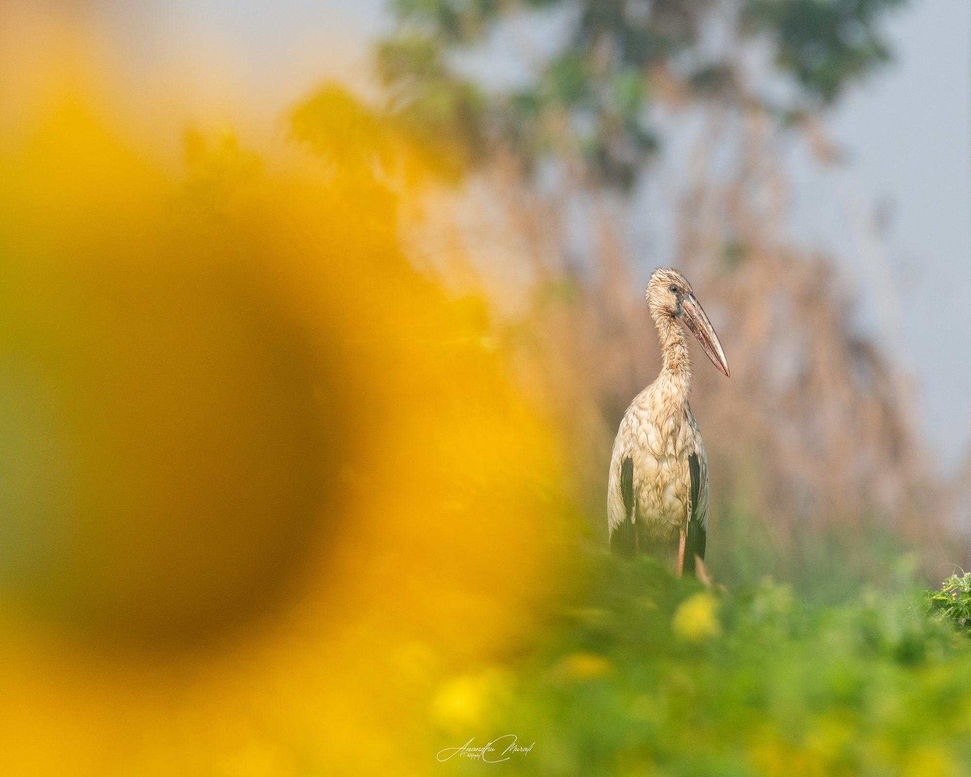 Flora & Fauna 07