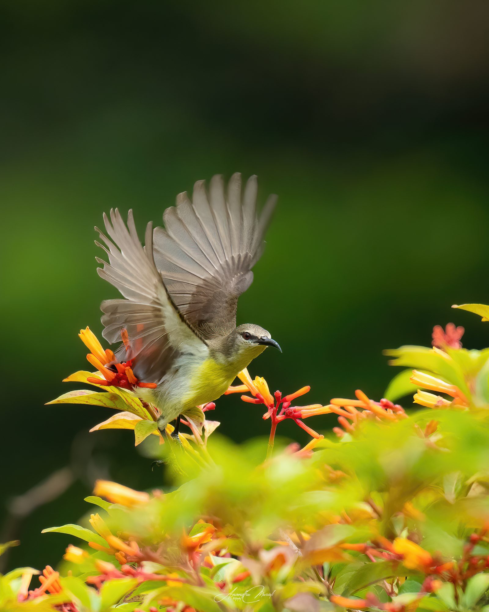Flora & Fauna 08