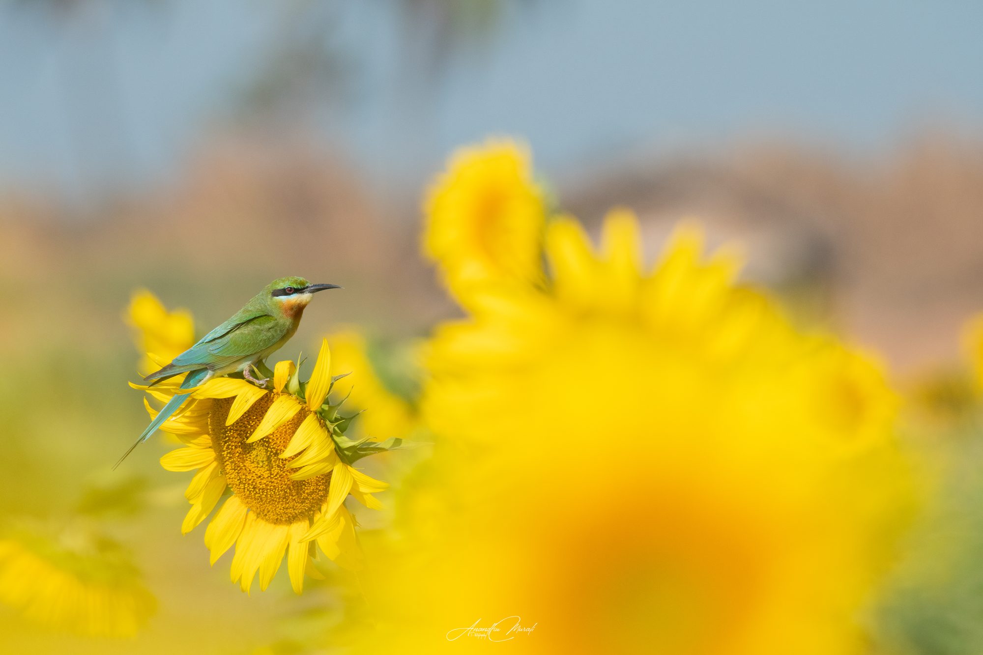 Flora & Fauna 09
