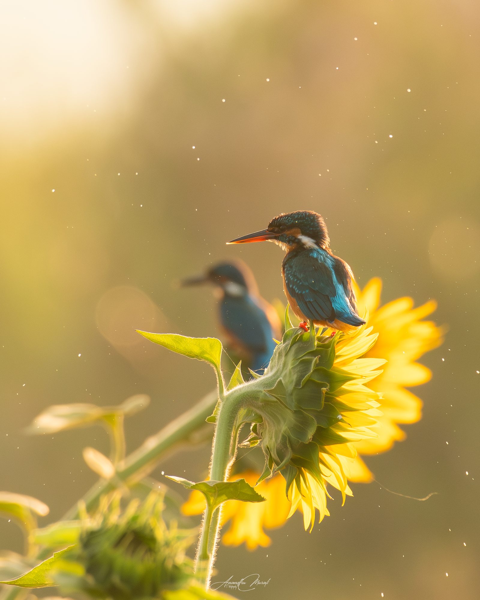 Flora & Fauna 11