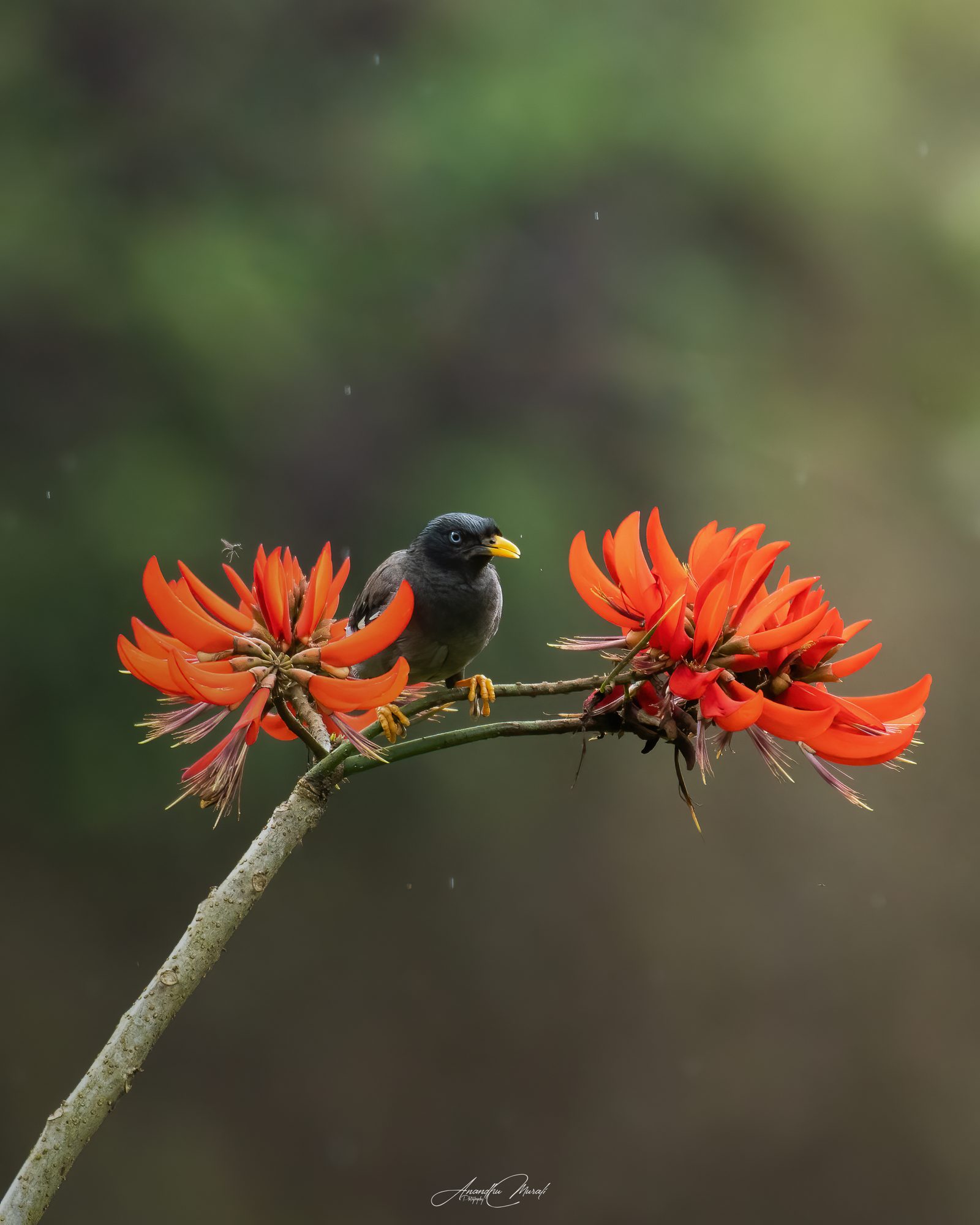 Flora & Fauna 15