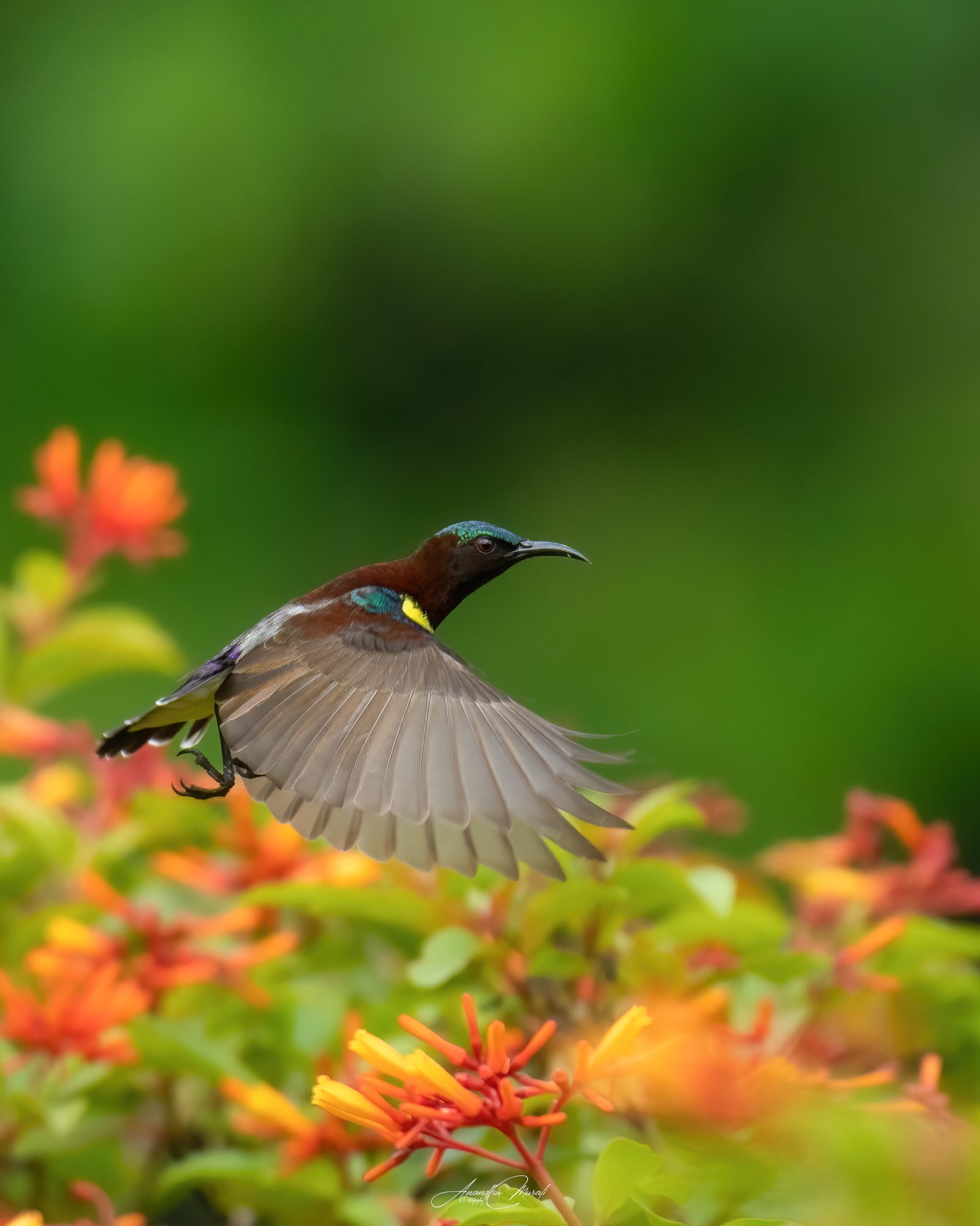 Flora & Fauna 16