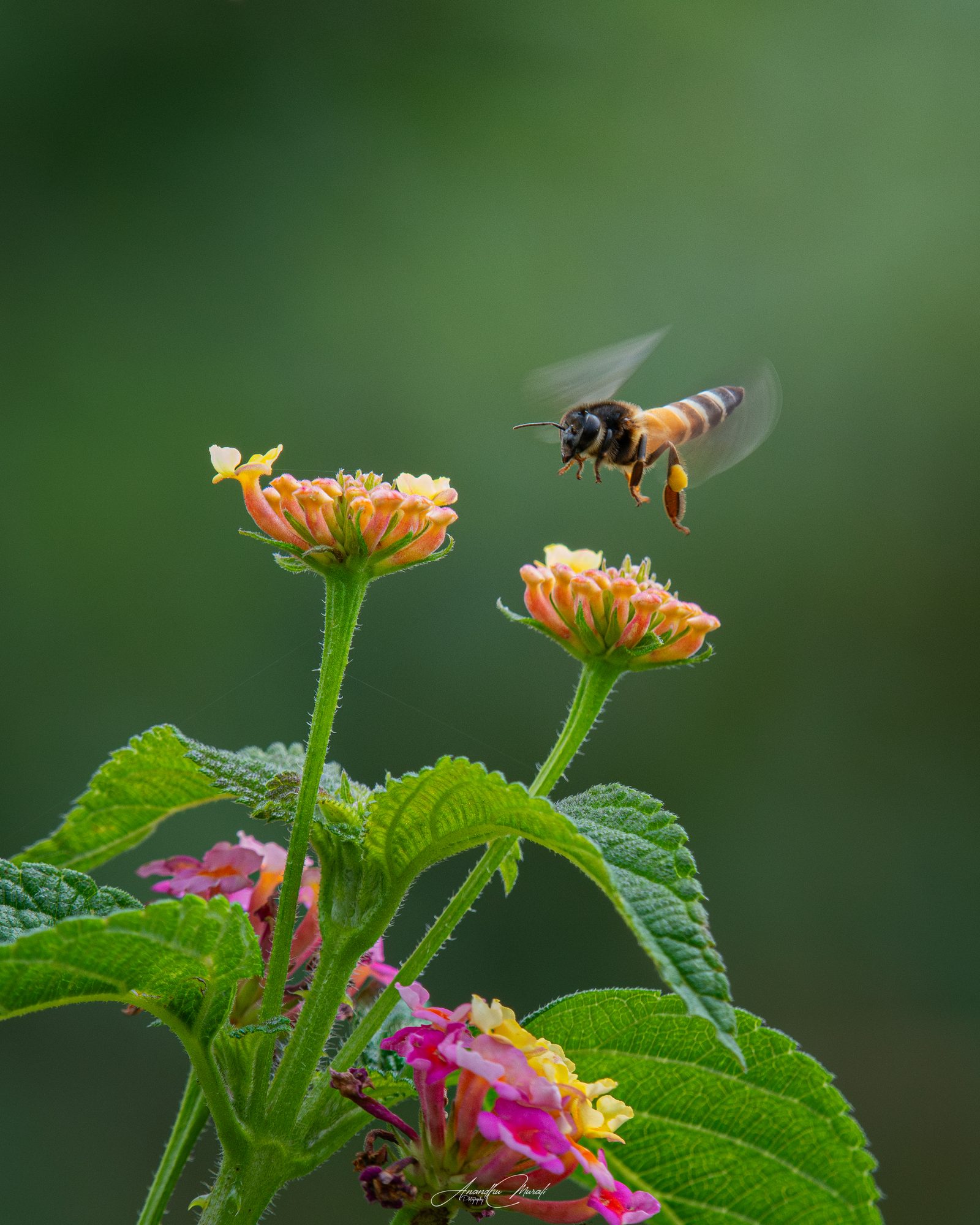 Flora & Fauna 18