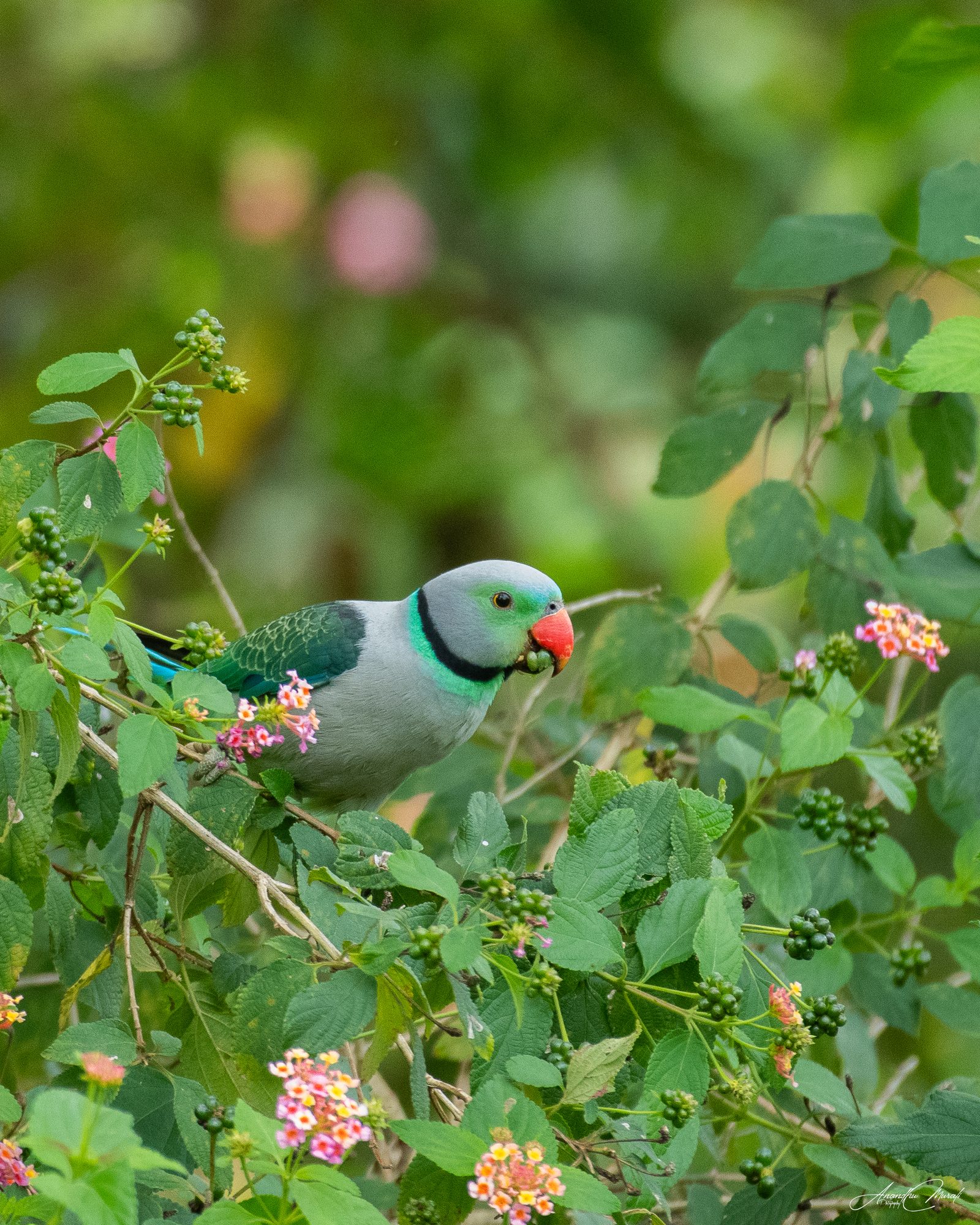 Flora & Fauna 22