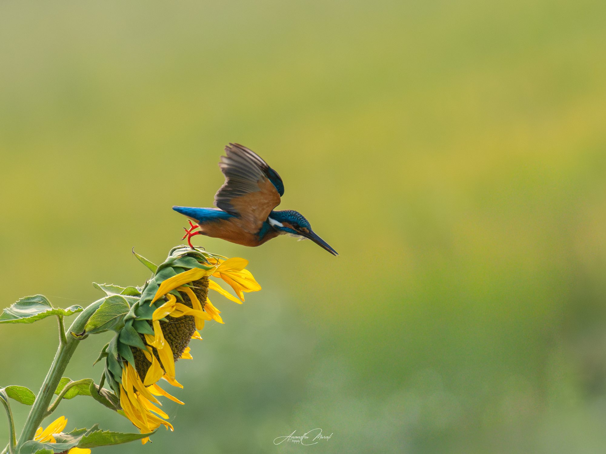 Flora & Fauna 24
