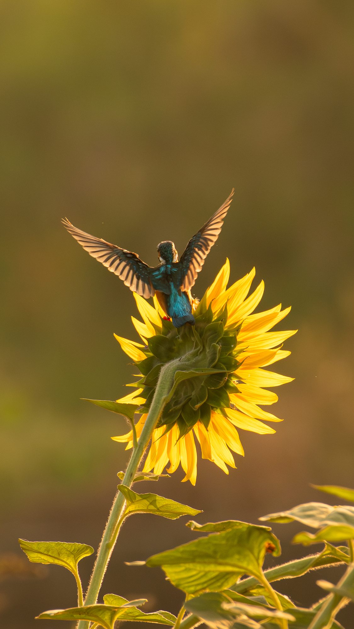 Flora & Fauna