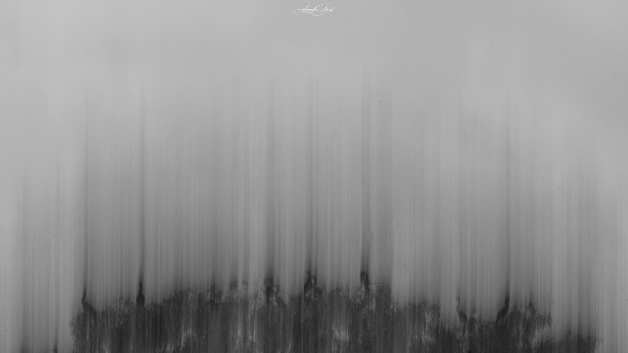 Misty treeline as vertical strokes in monochrome