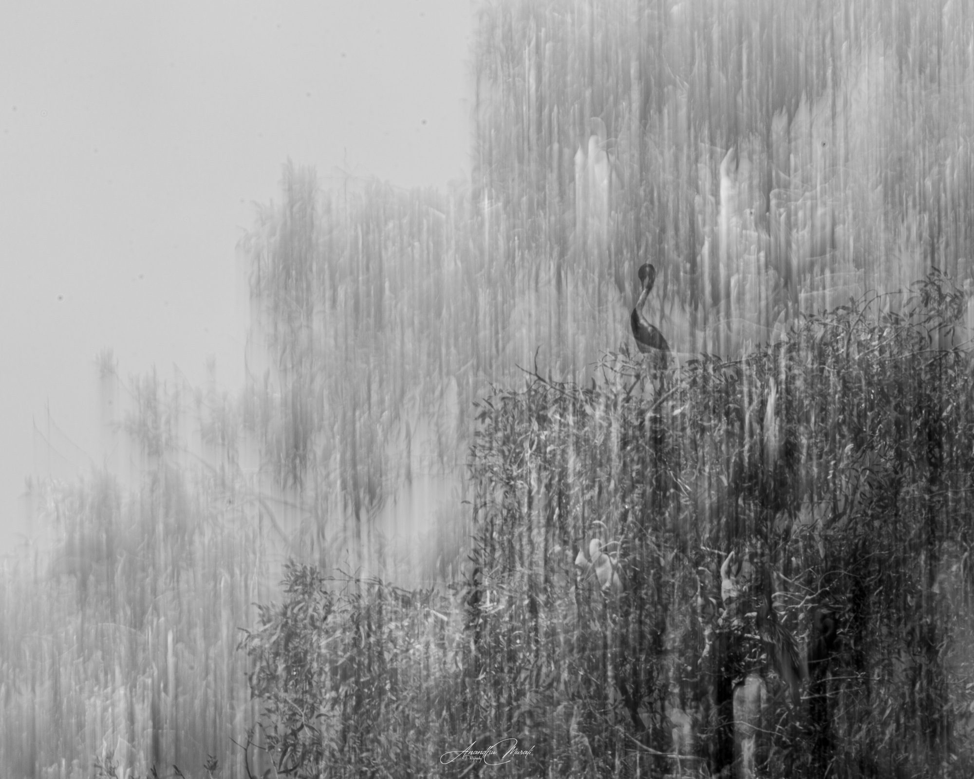 Heron among reeds in a monochrome smear