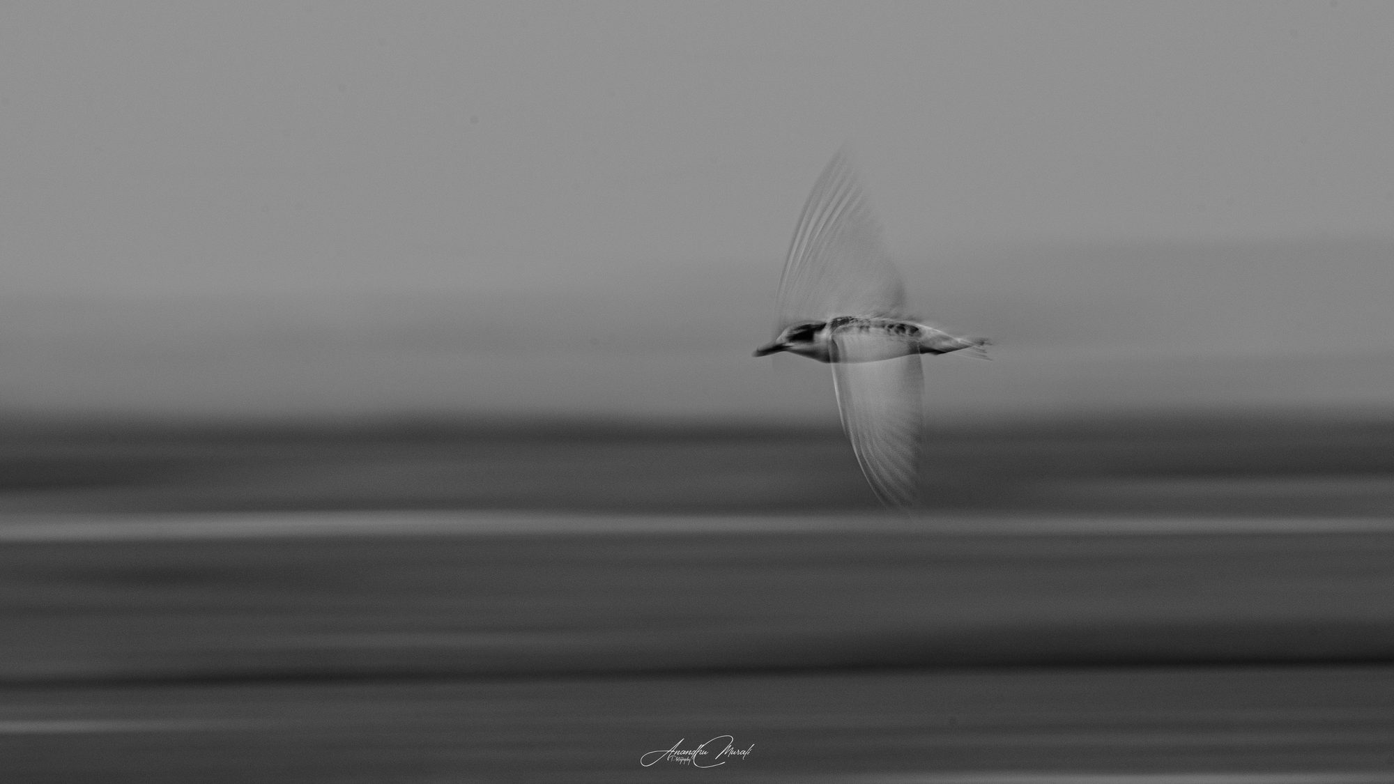 Bird panned in flight over grey water