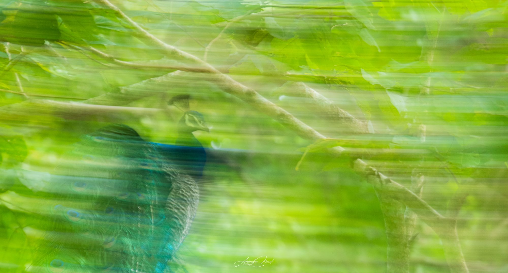Indian Peafowl peacock behind leaves swept into green streaks