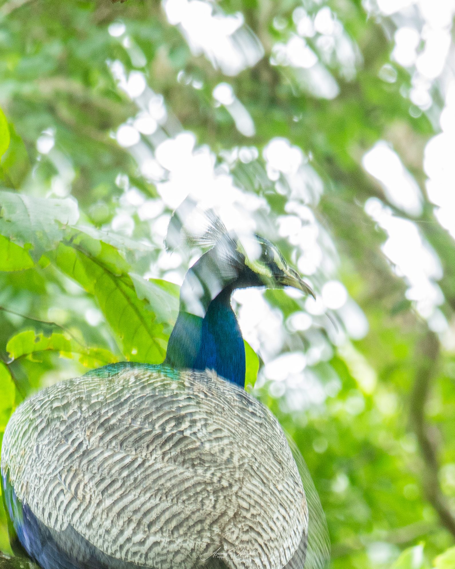 Indian Peafowl peacock in the canopy doubled by camera movement