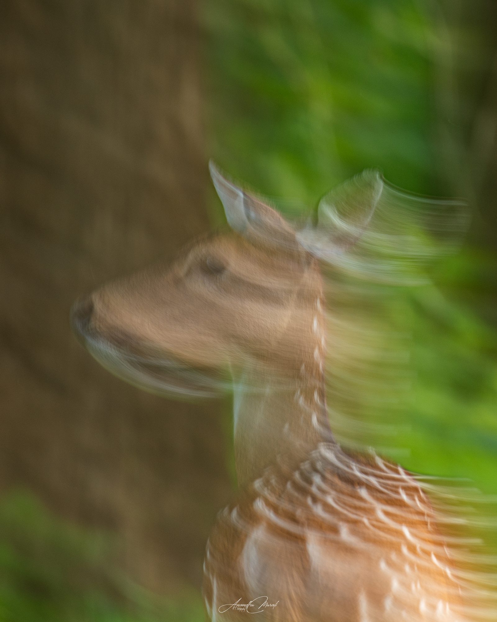 Spotted Deer doe's head swirled into motion