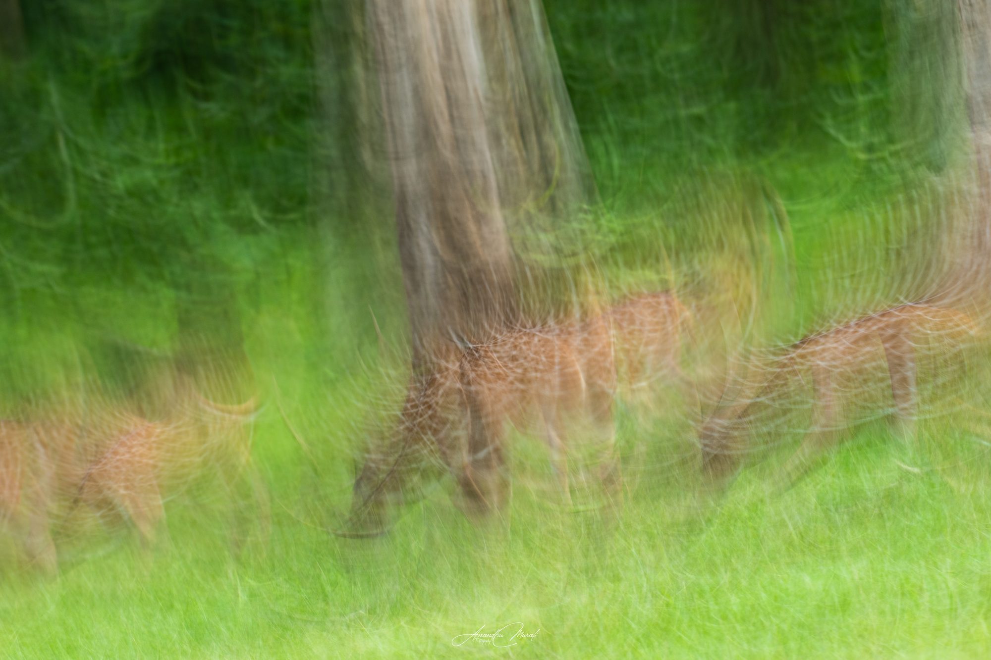 Spotted Deer herd grazing under a tree in a green swirl