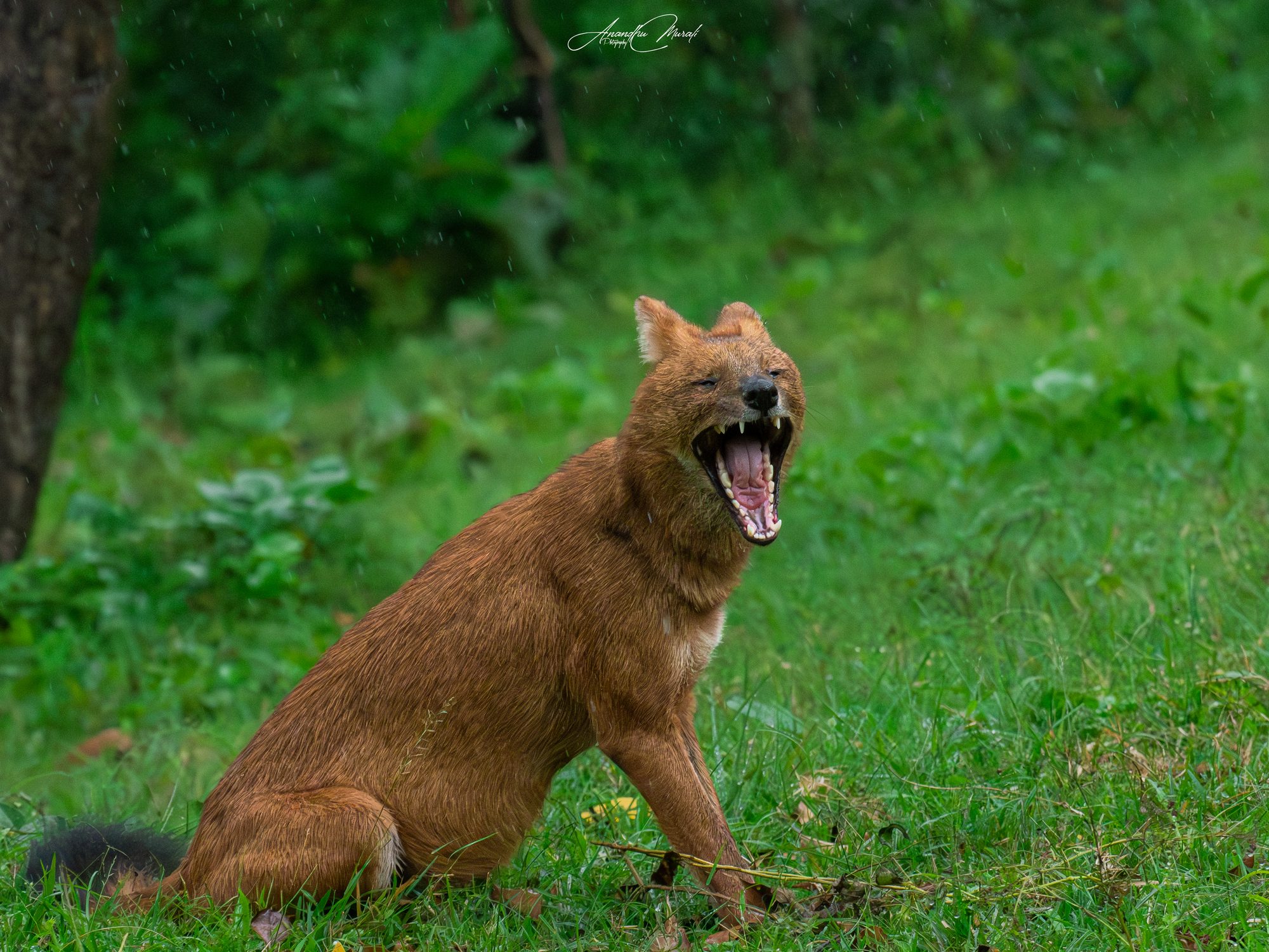 Mammals 02