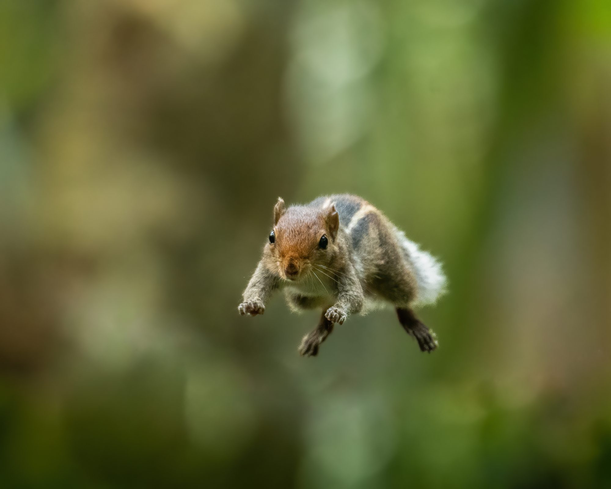 Mammals 04