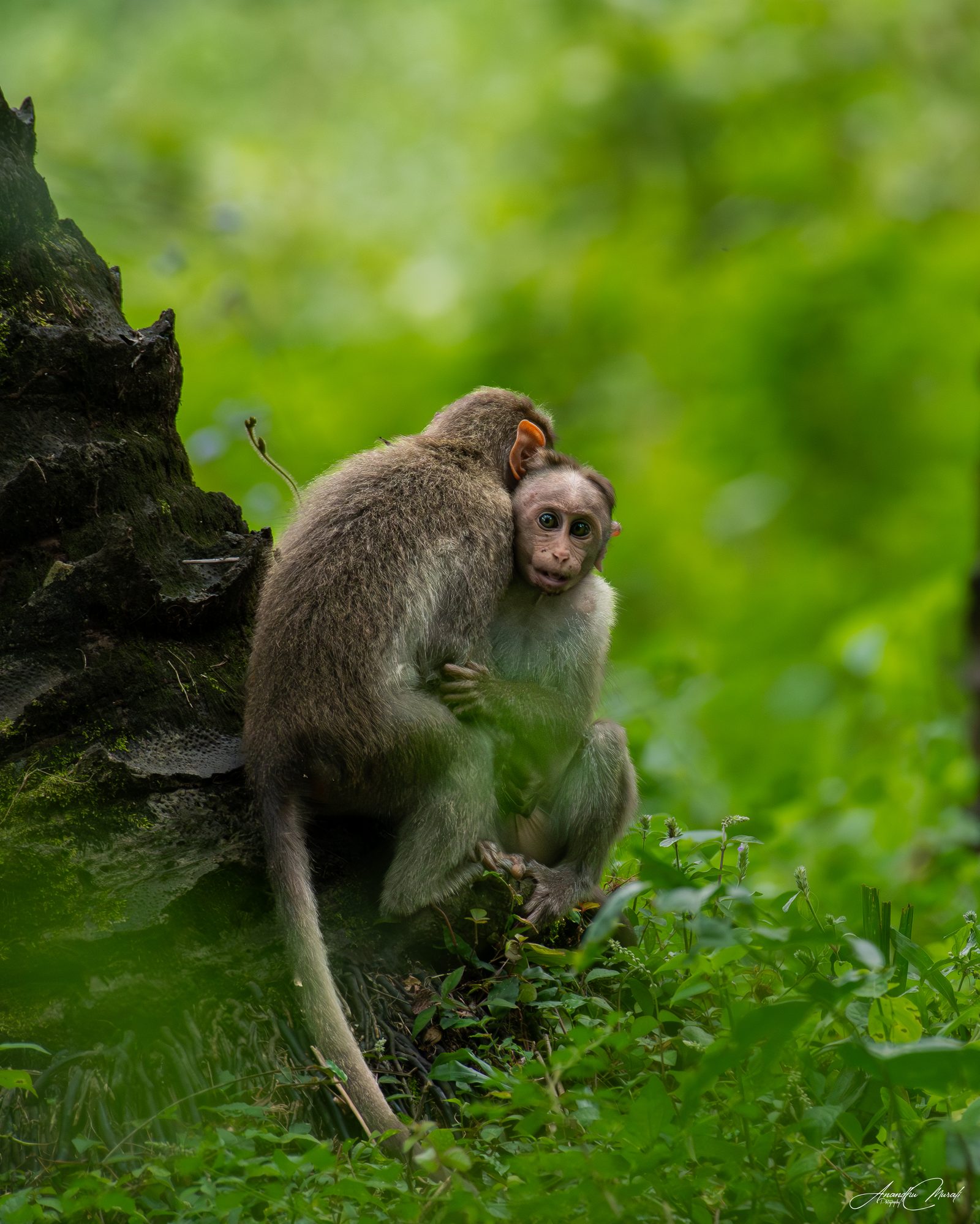 Mammals 05