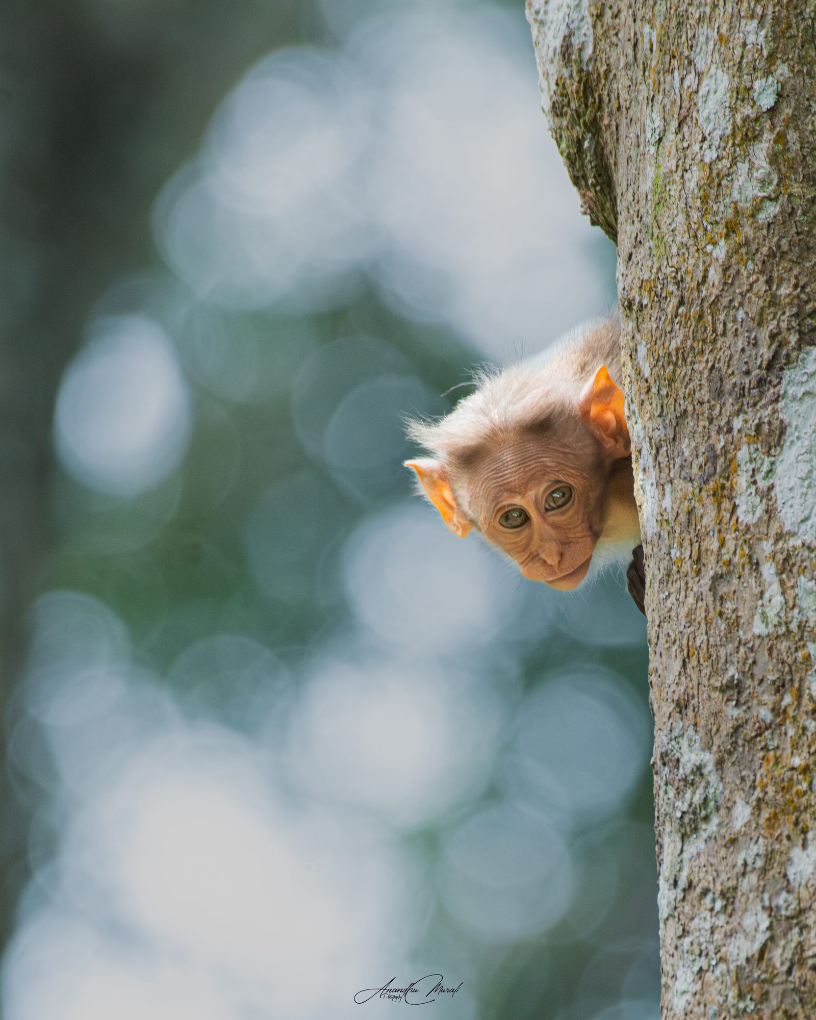 Mammals 06