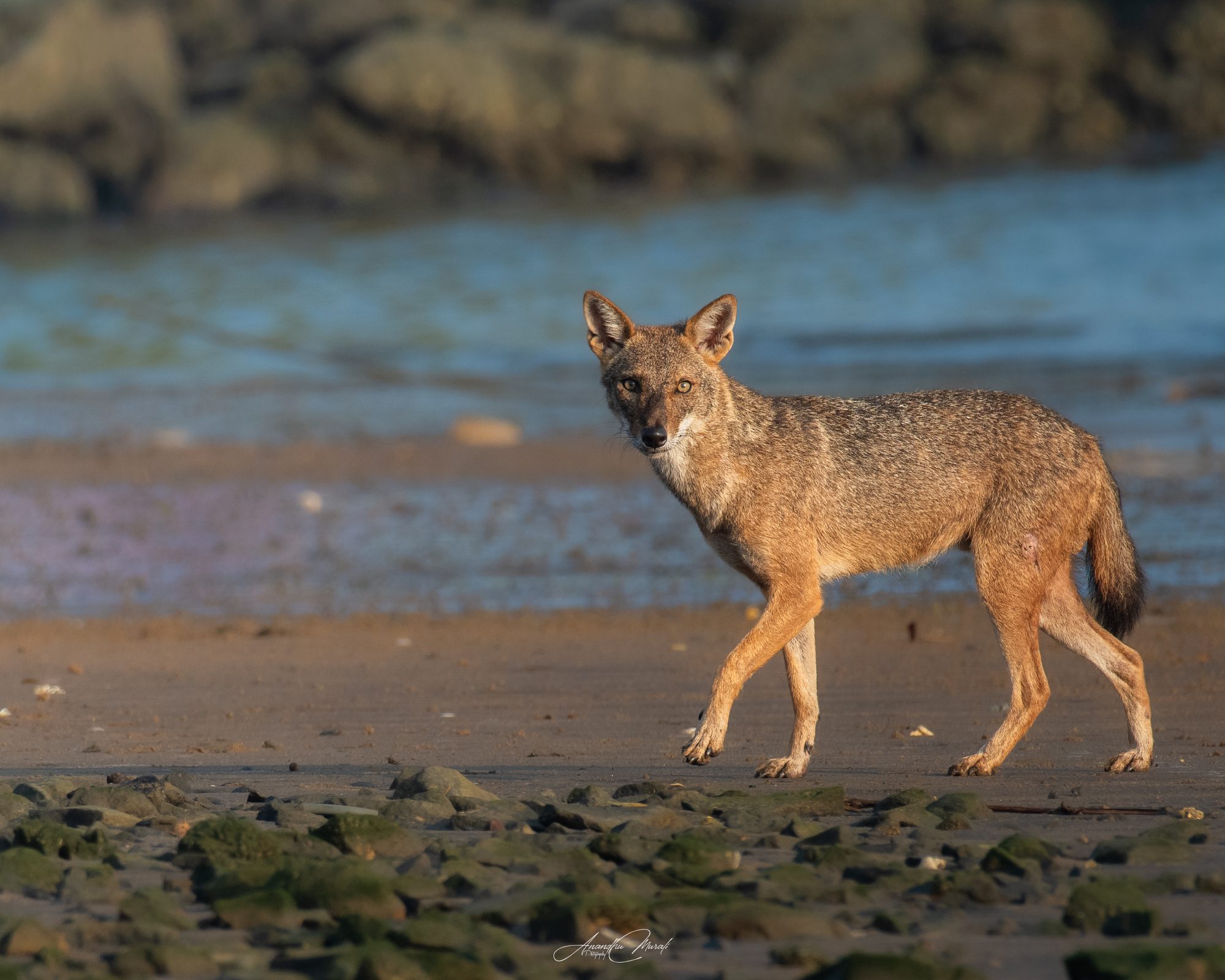 Mammals 07