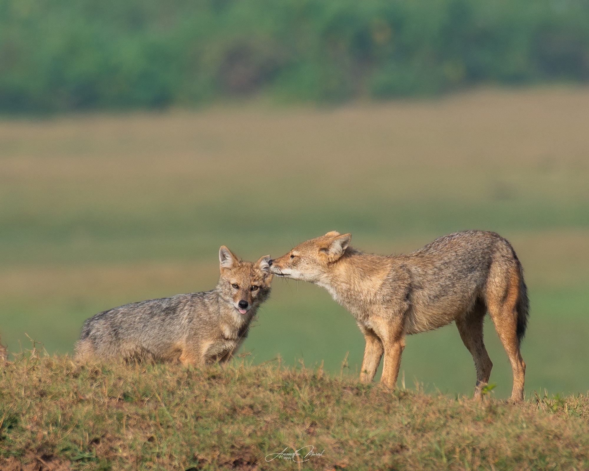 Mammals 08