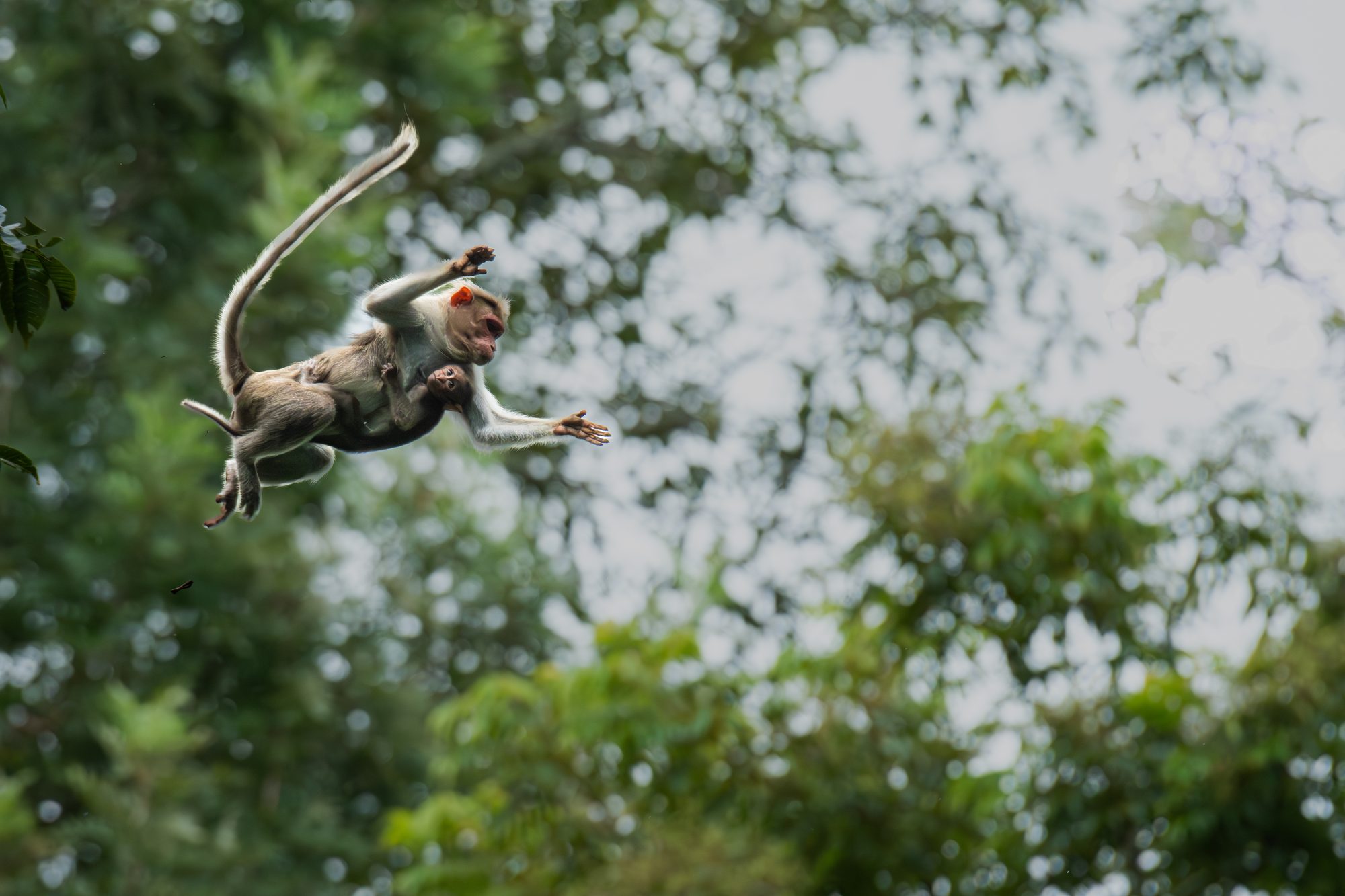 NHM Wildlife Photographer of the Year 2024 finalist entry