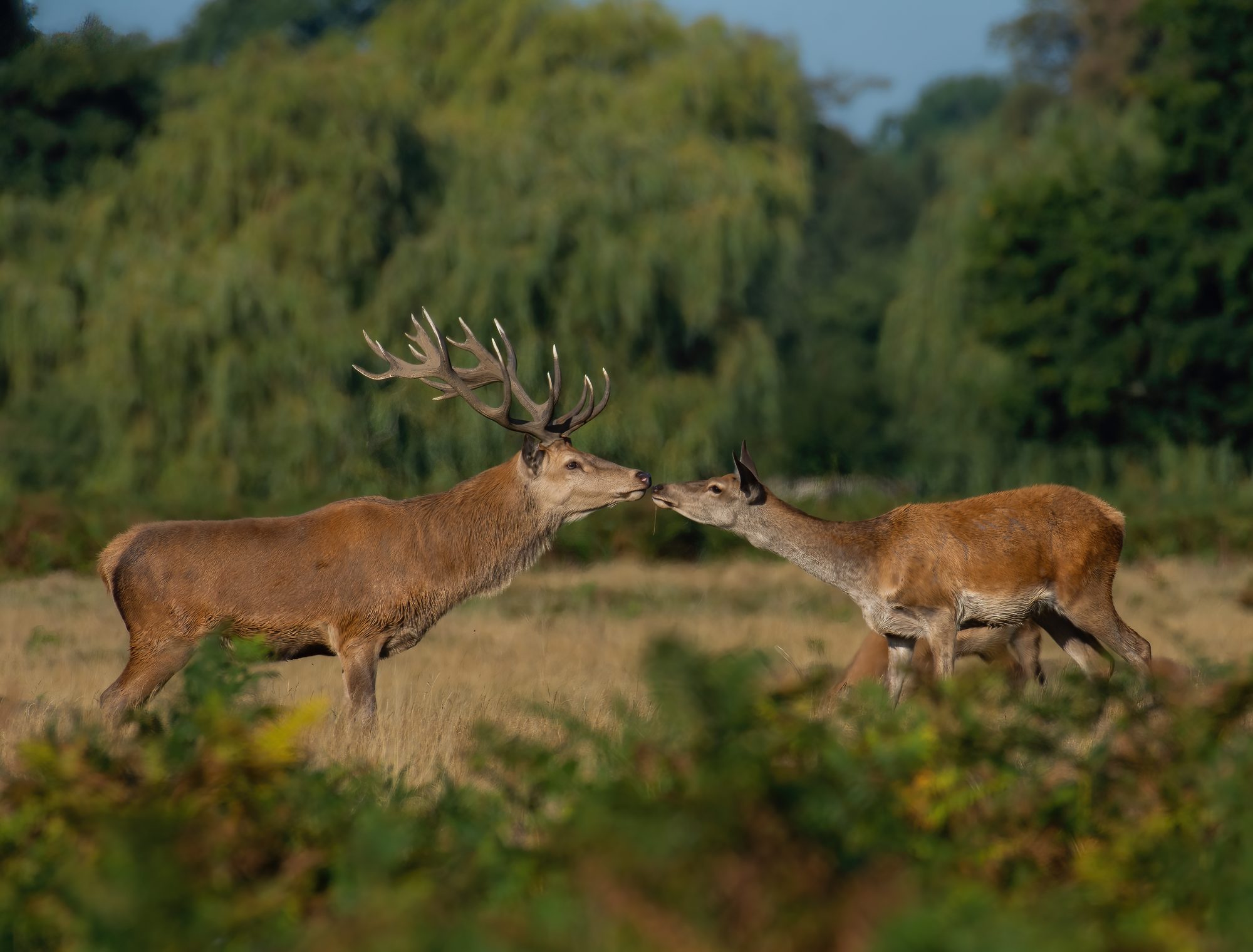 Mammals 12