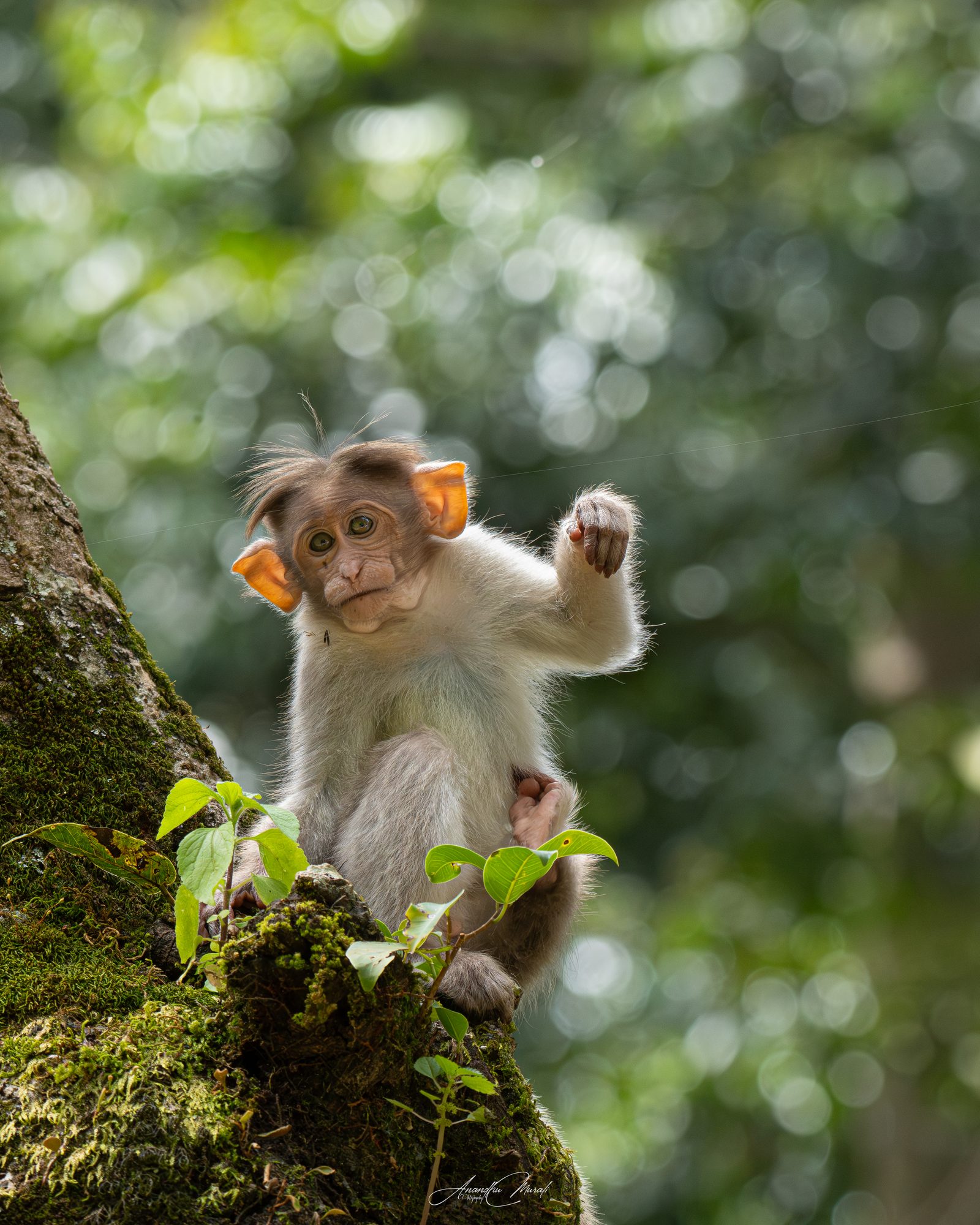 Mammals 13