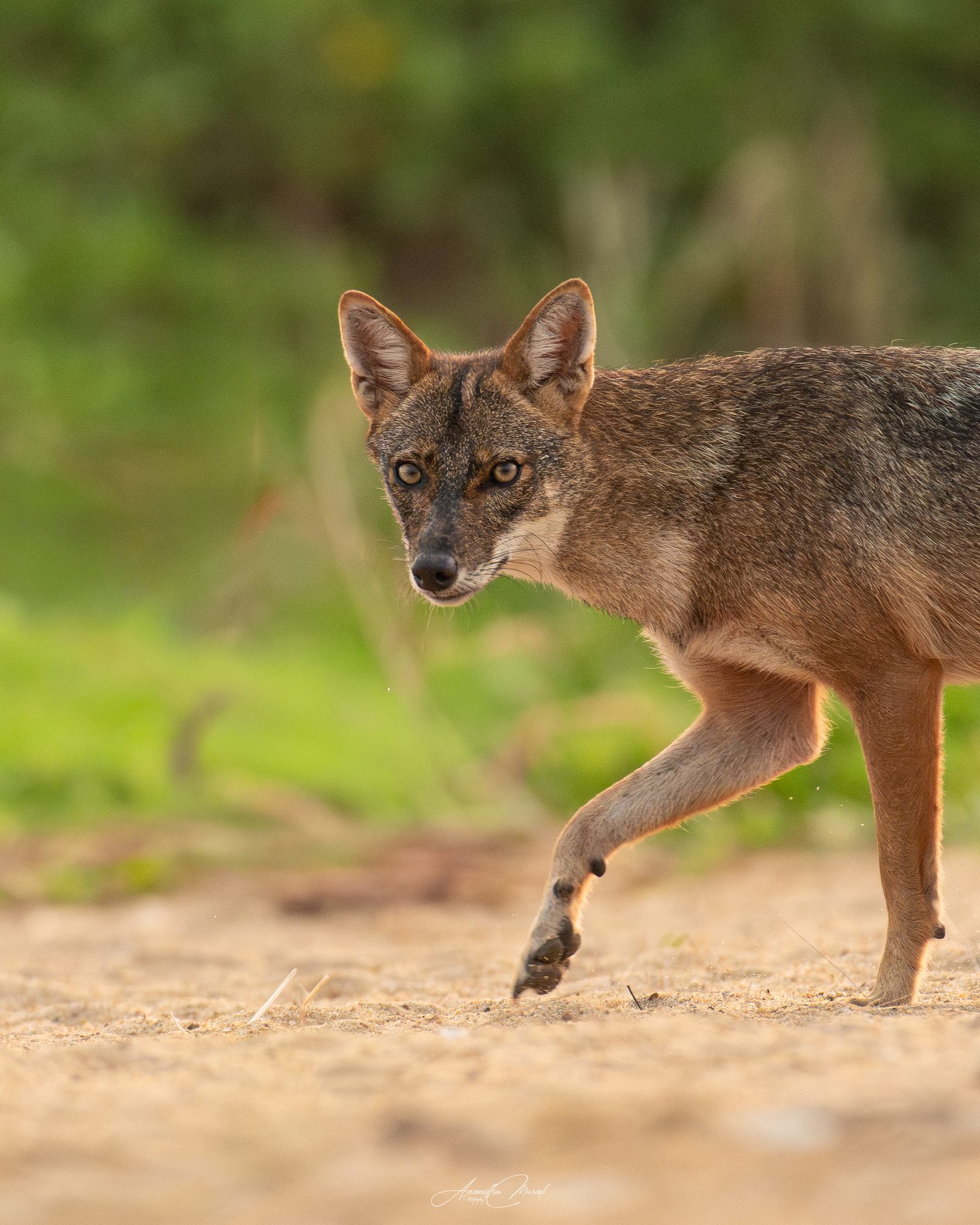 Mammals 15