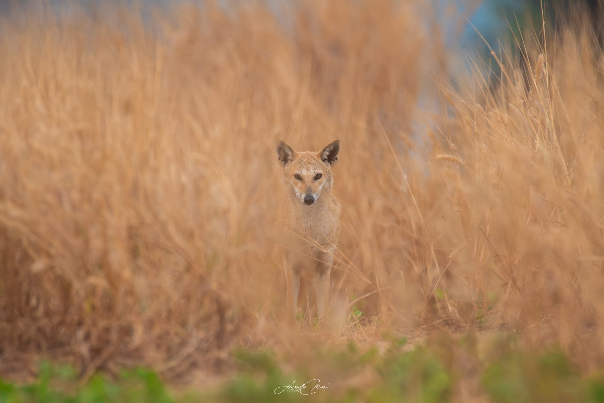 Mammals 18