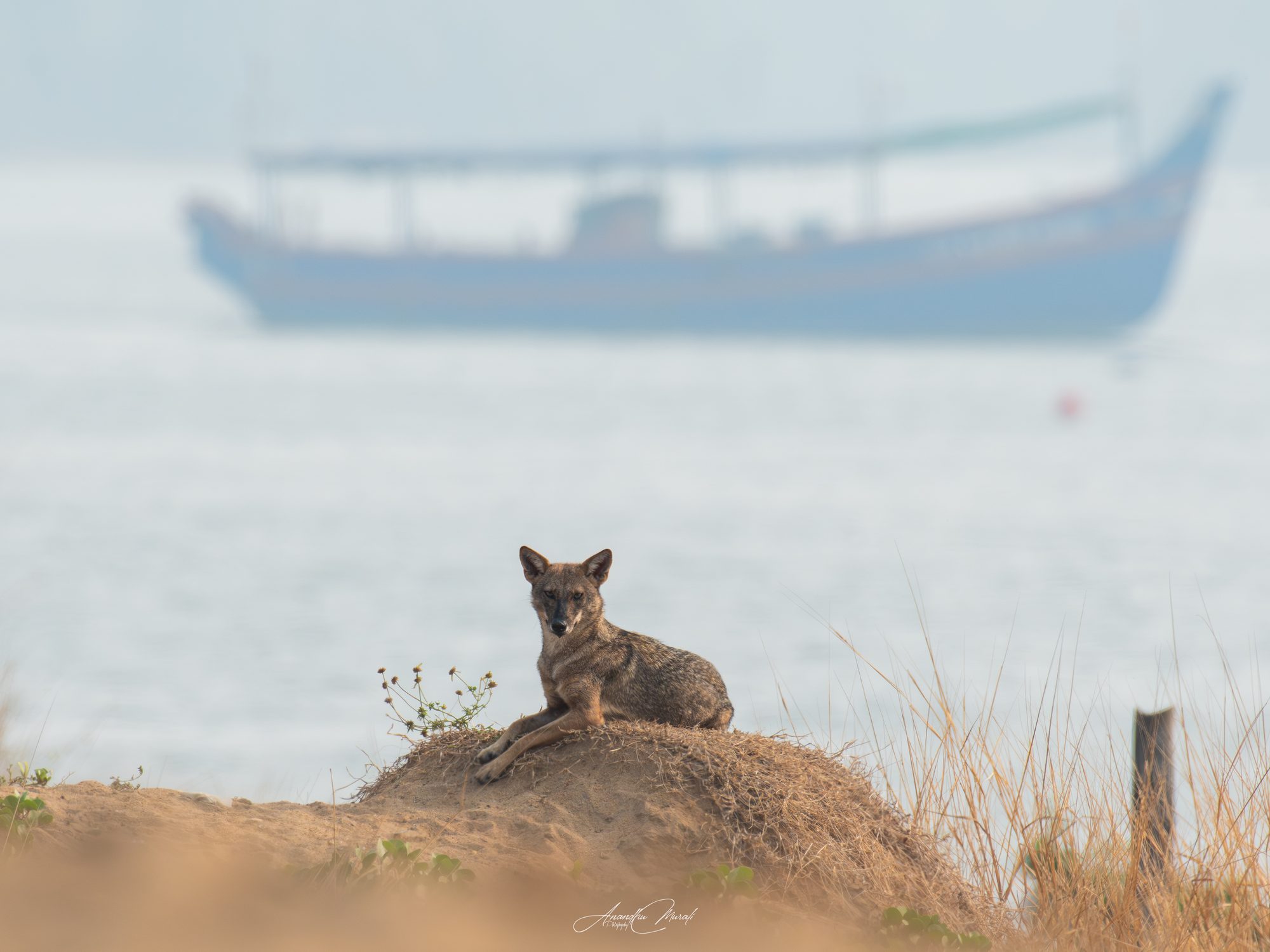Mammals 19