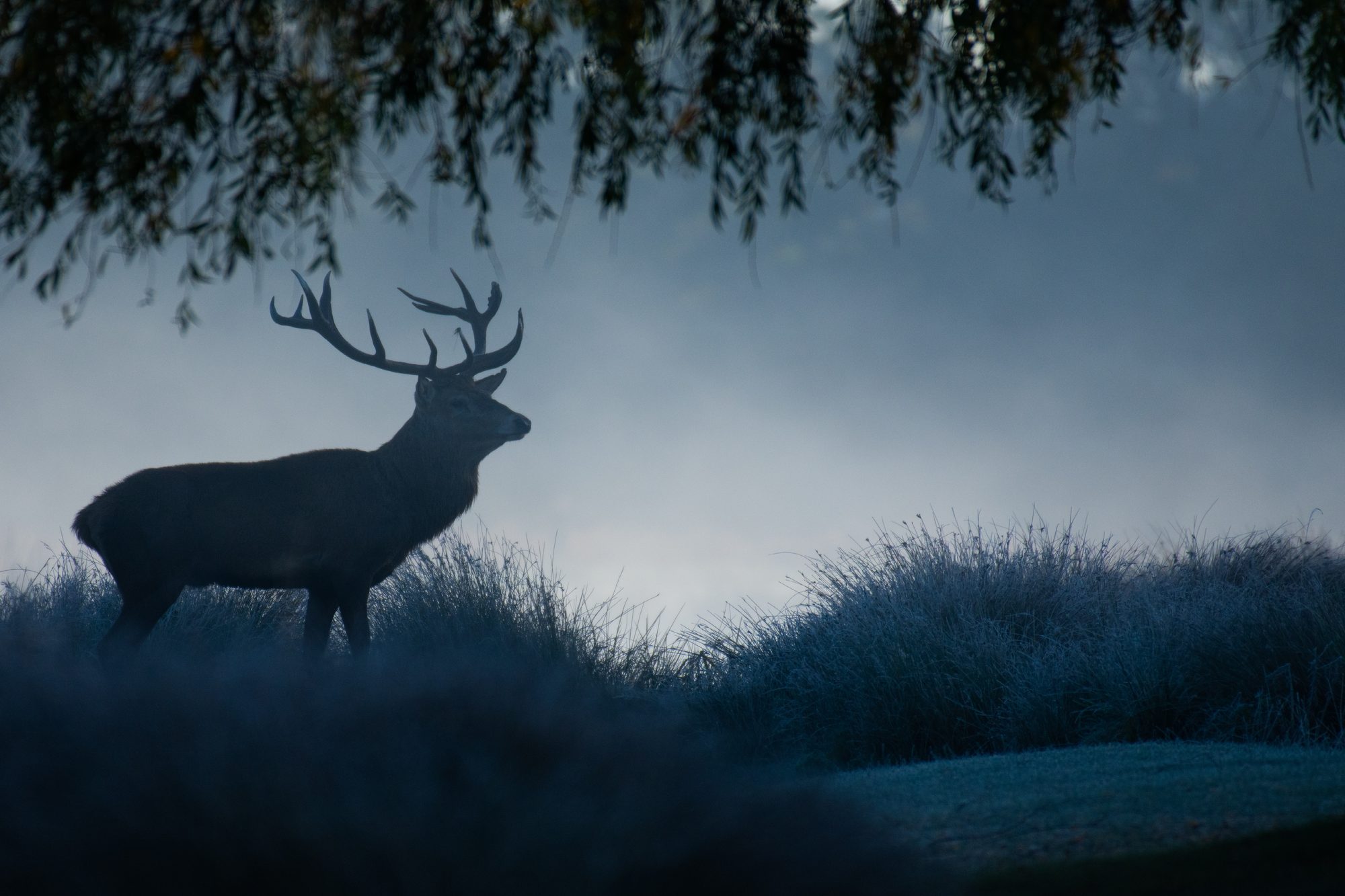 Mammals 20