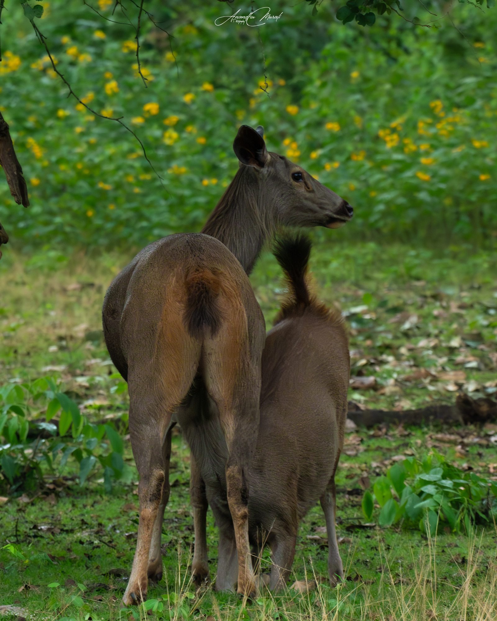 Mammals 21