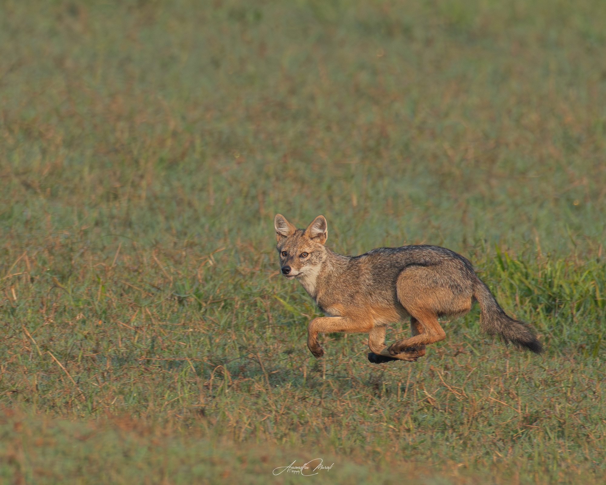 Mammals 24