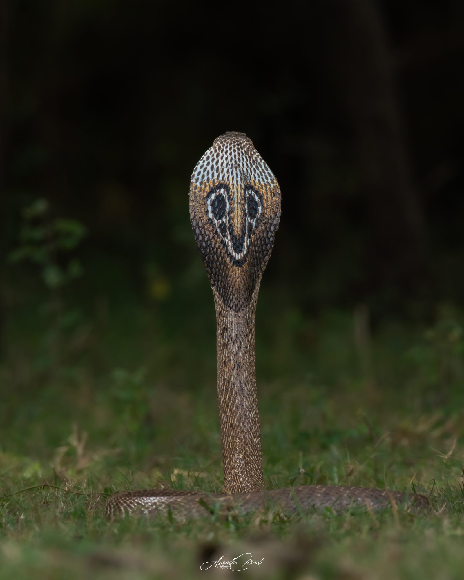 Reptiles 01