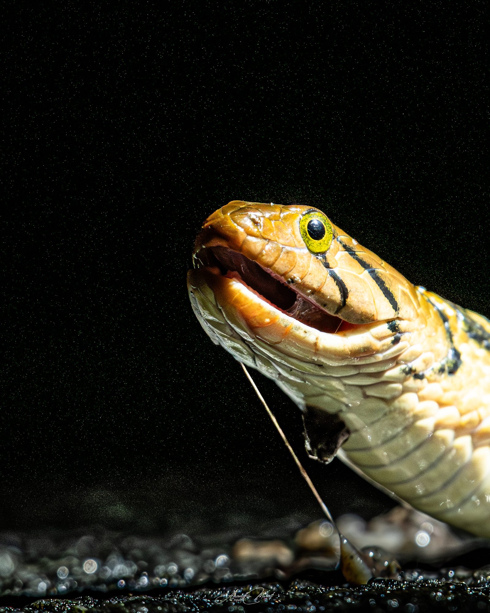 Reptiles 03