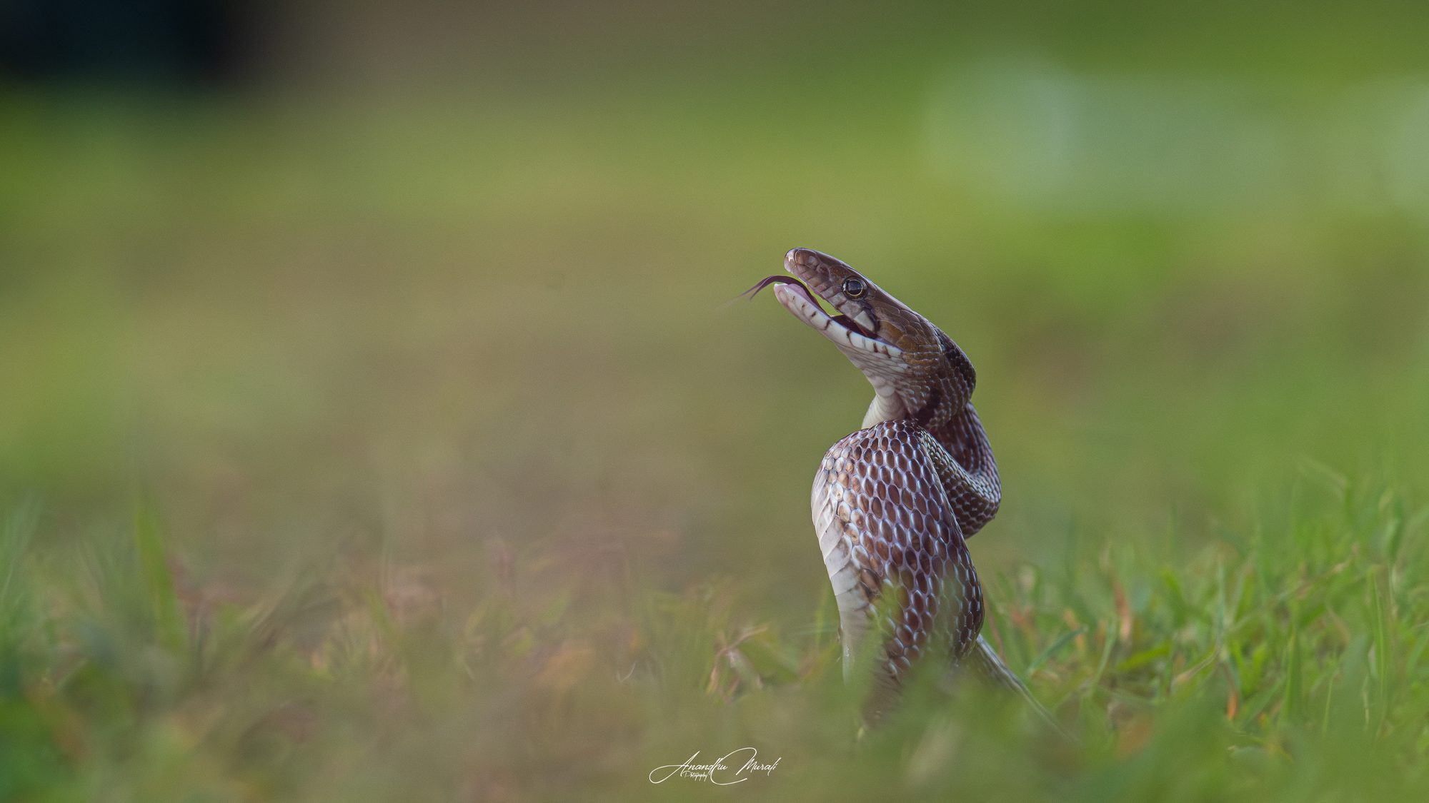 Reptiles 04
