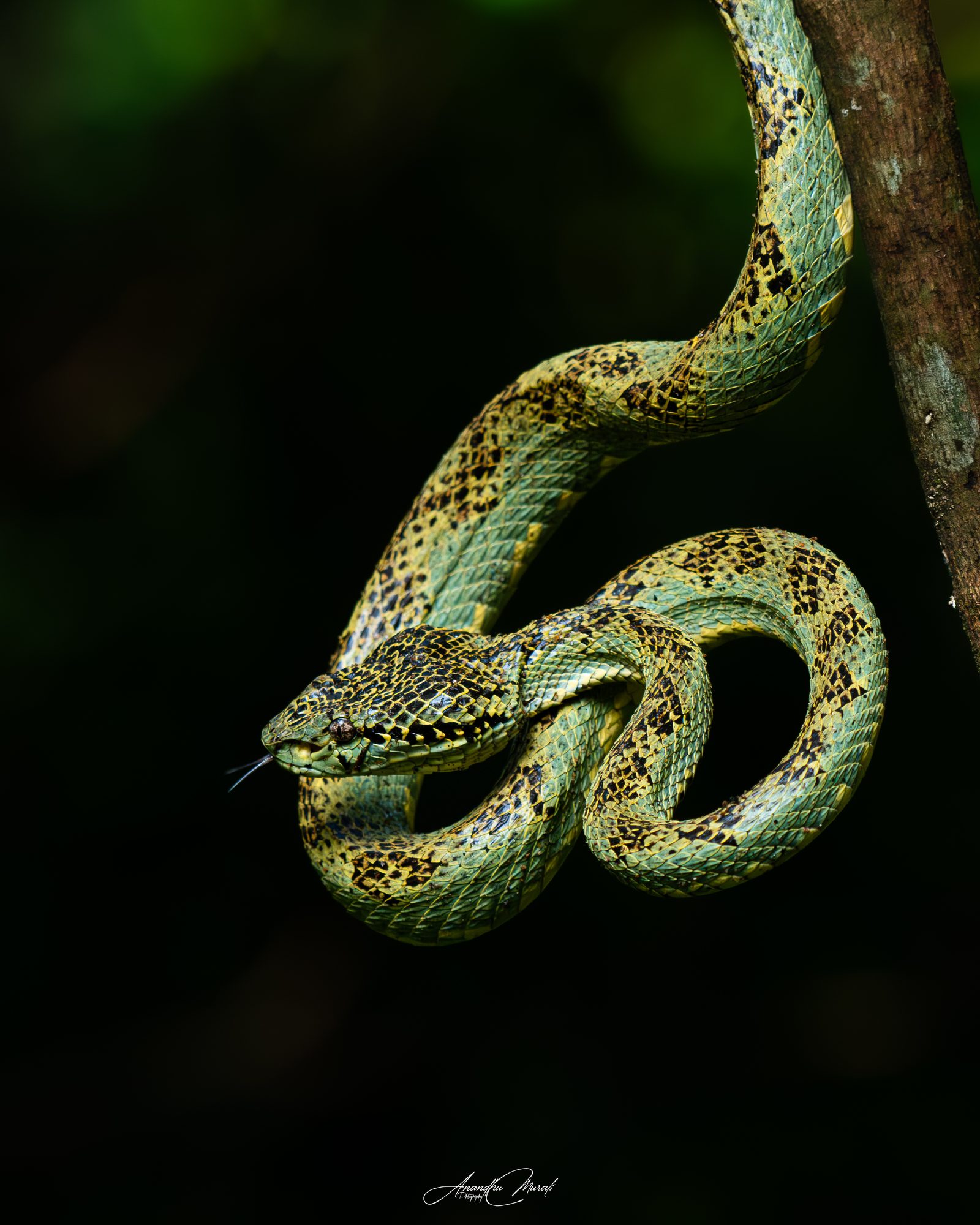 Reptiles 06