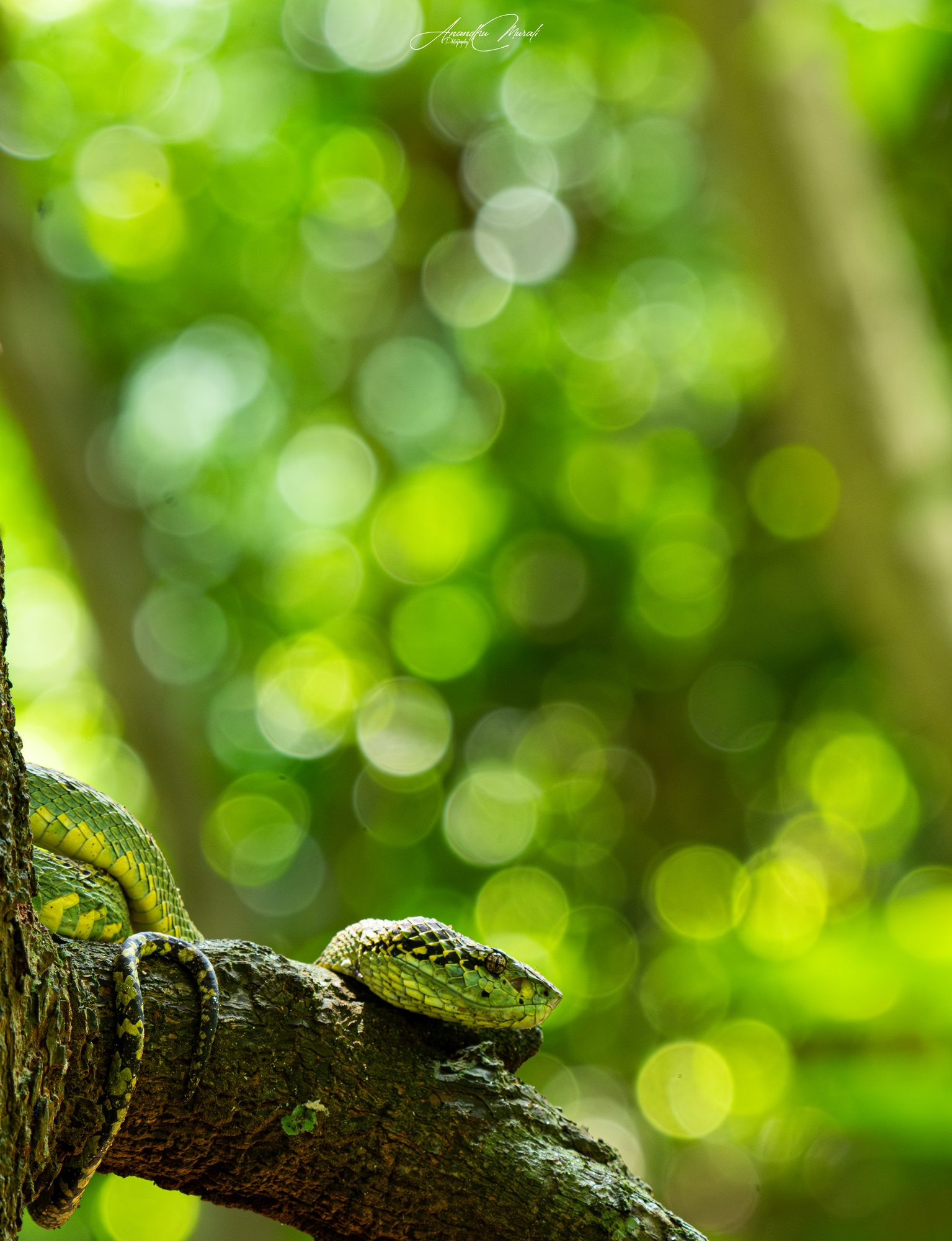 Reptiles 07