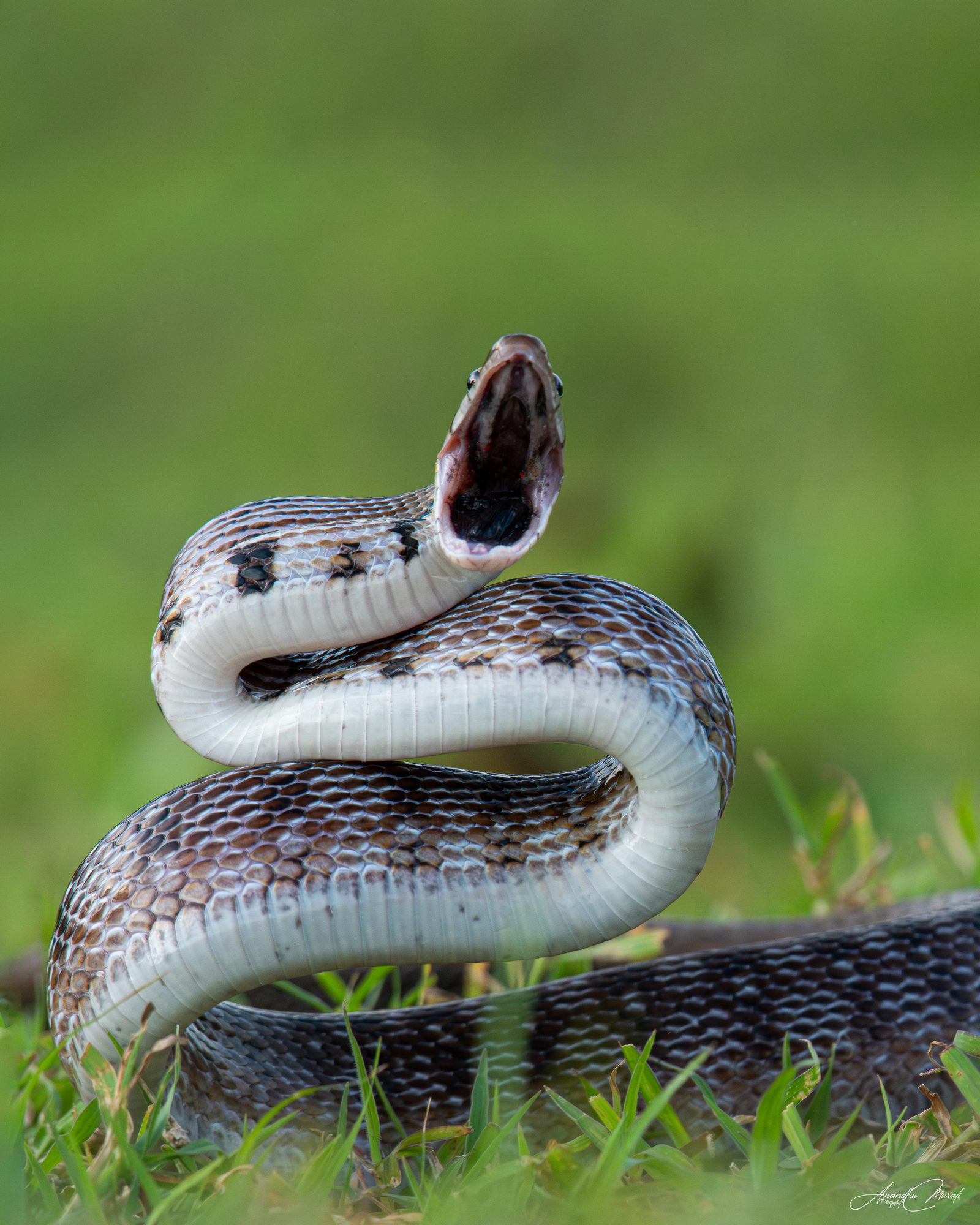 Reptiles 08