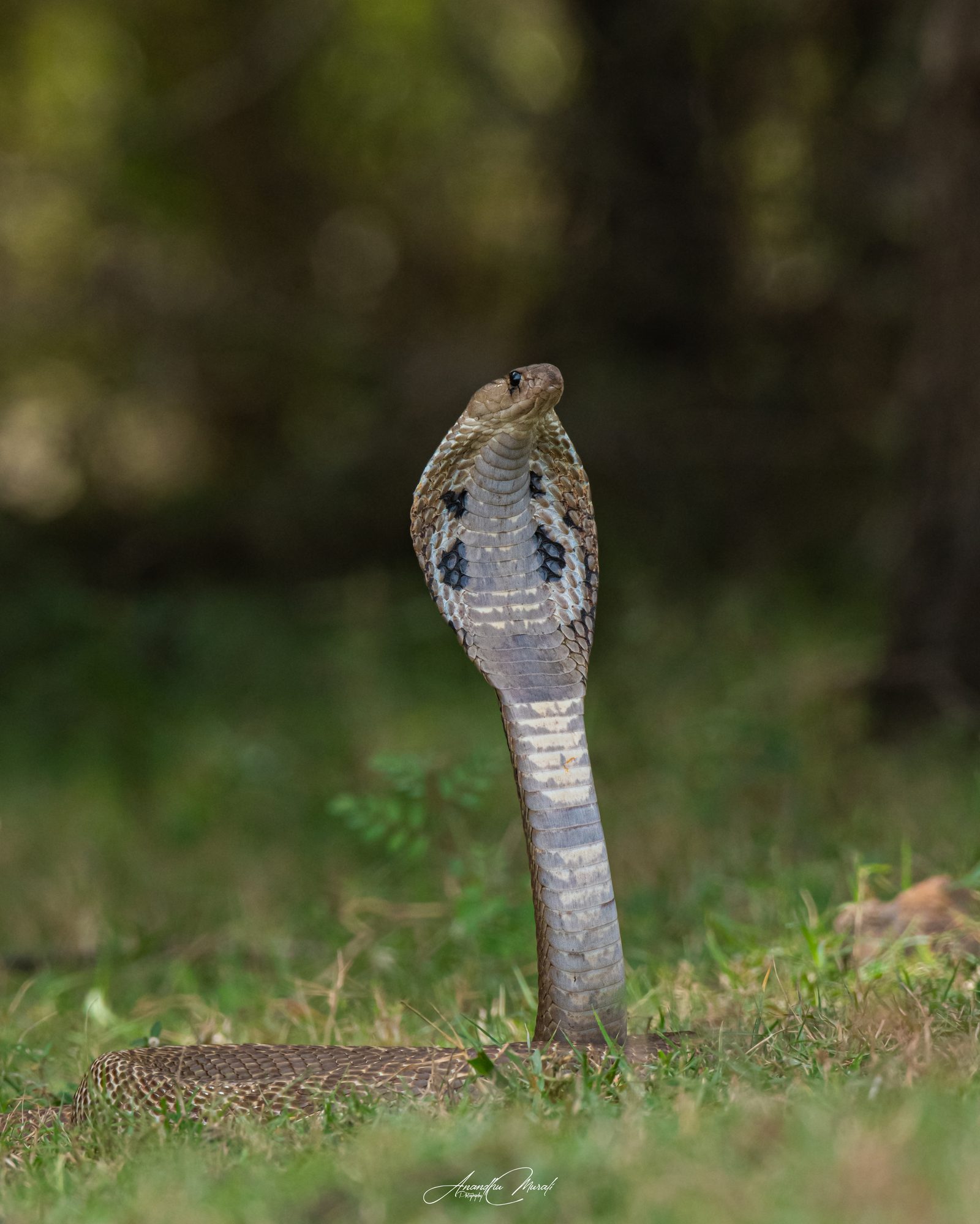Reptiles 10