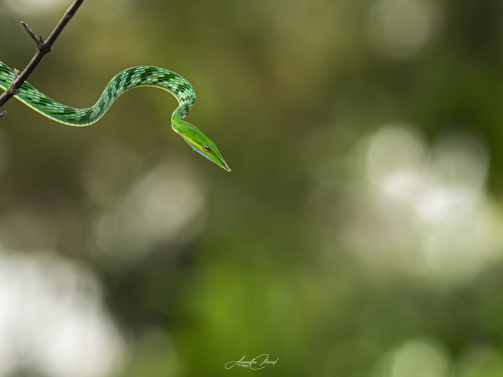Reptiles 12