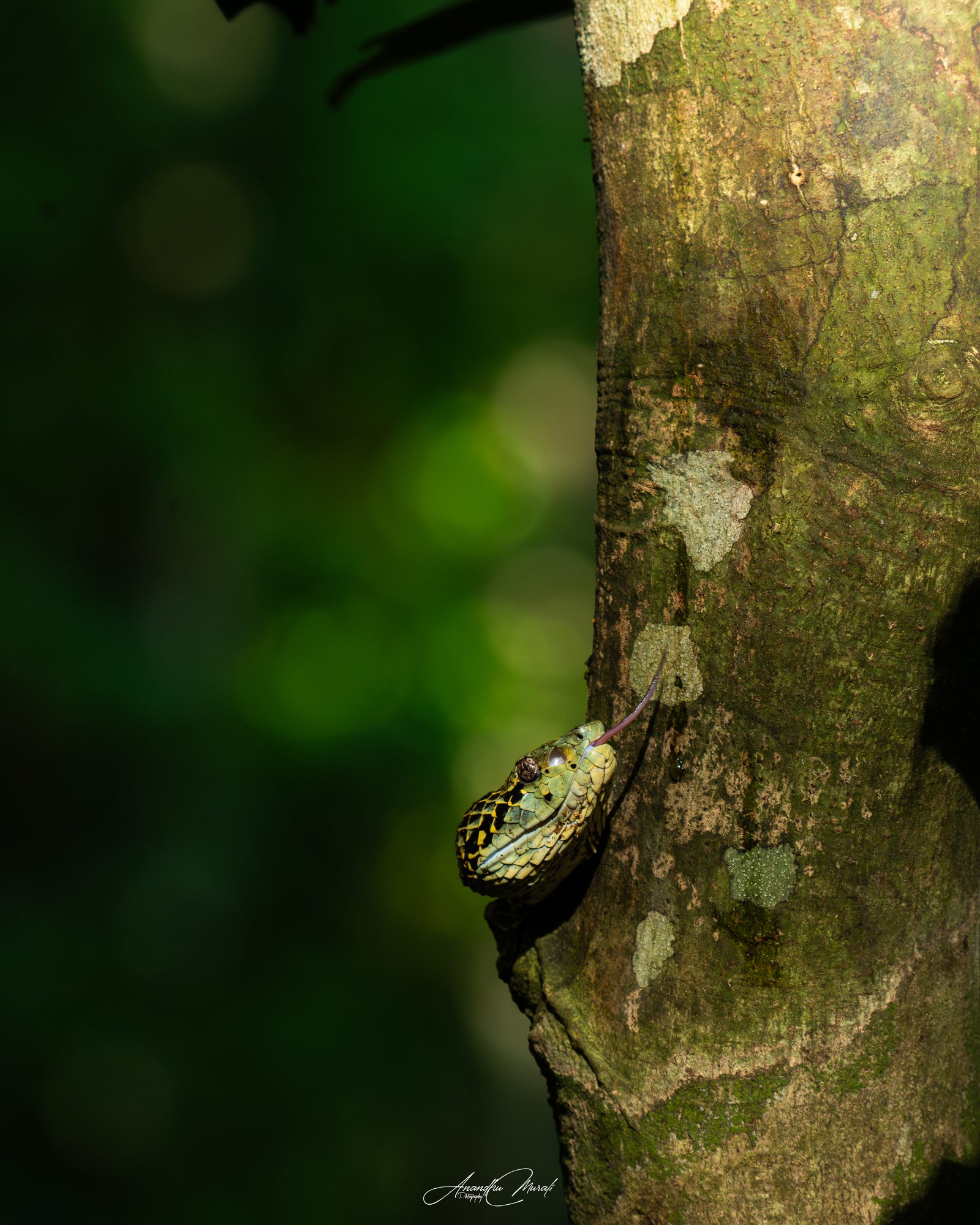 Reptiles 14
