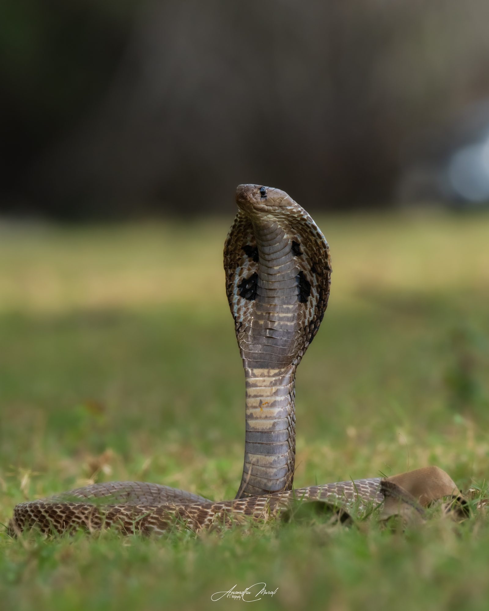 Reptiles 15