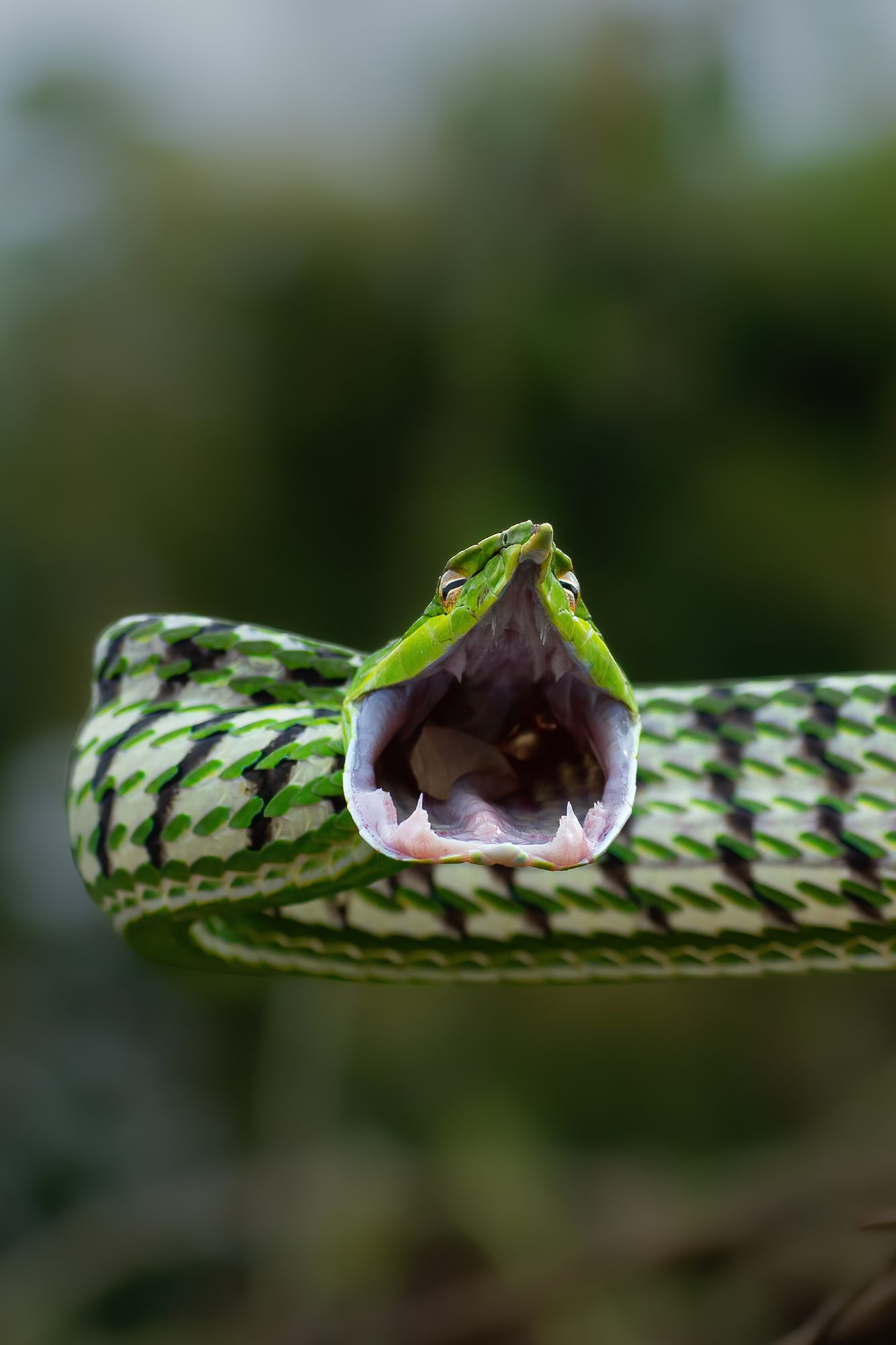 Reptiles 16